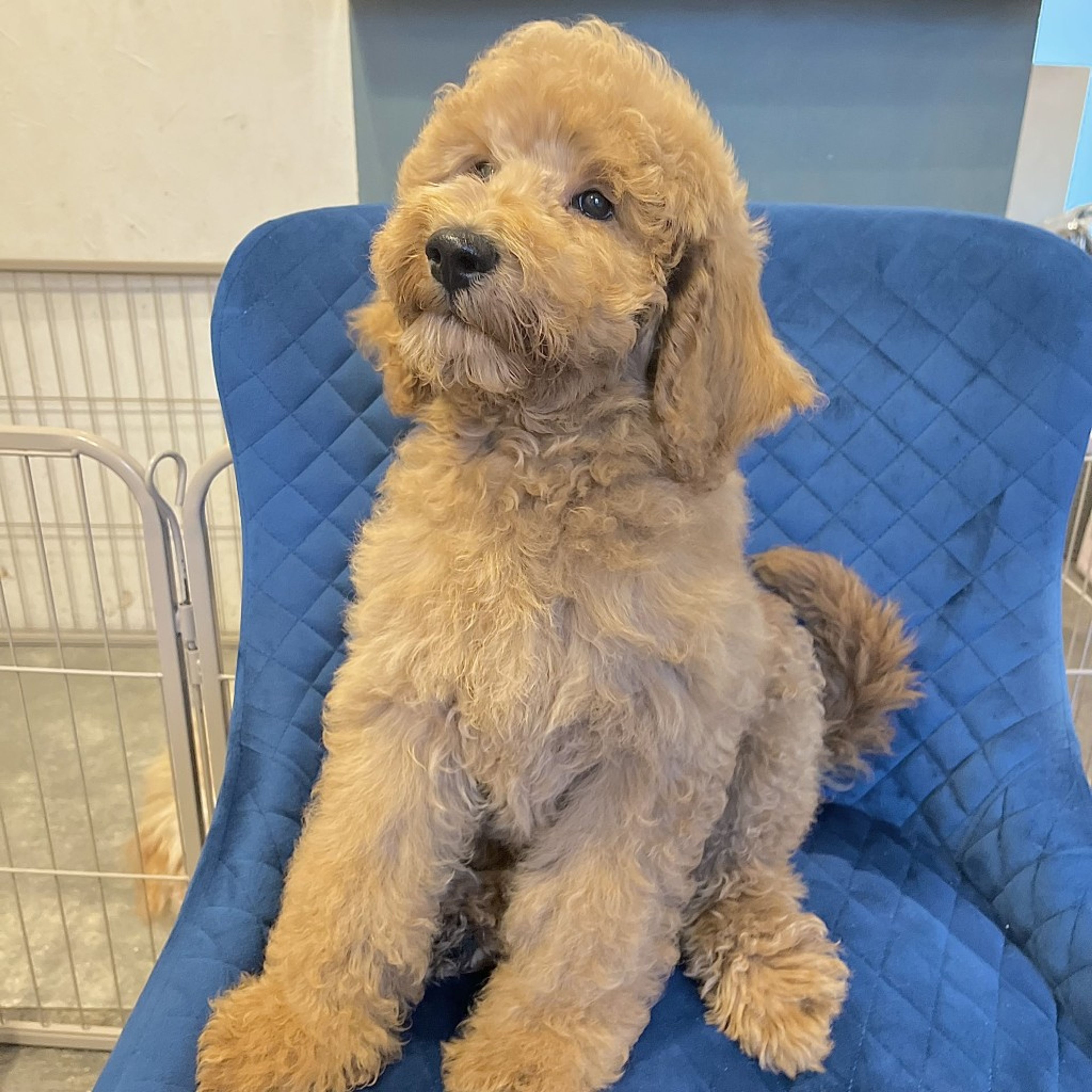 pet-image-4