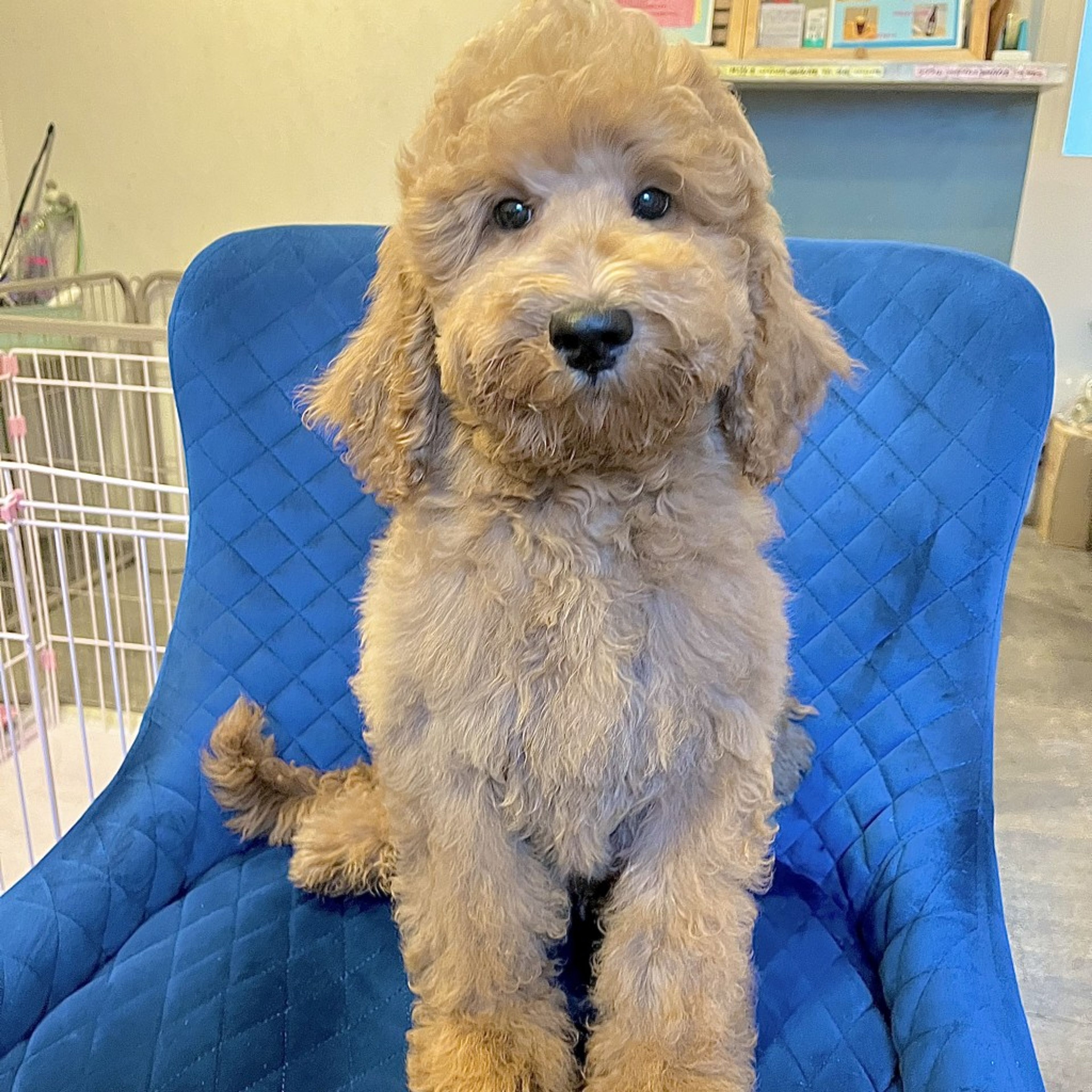 pet-image-6