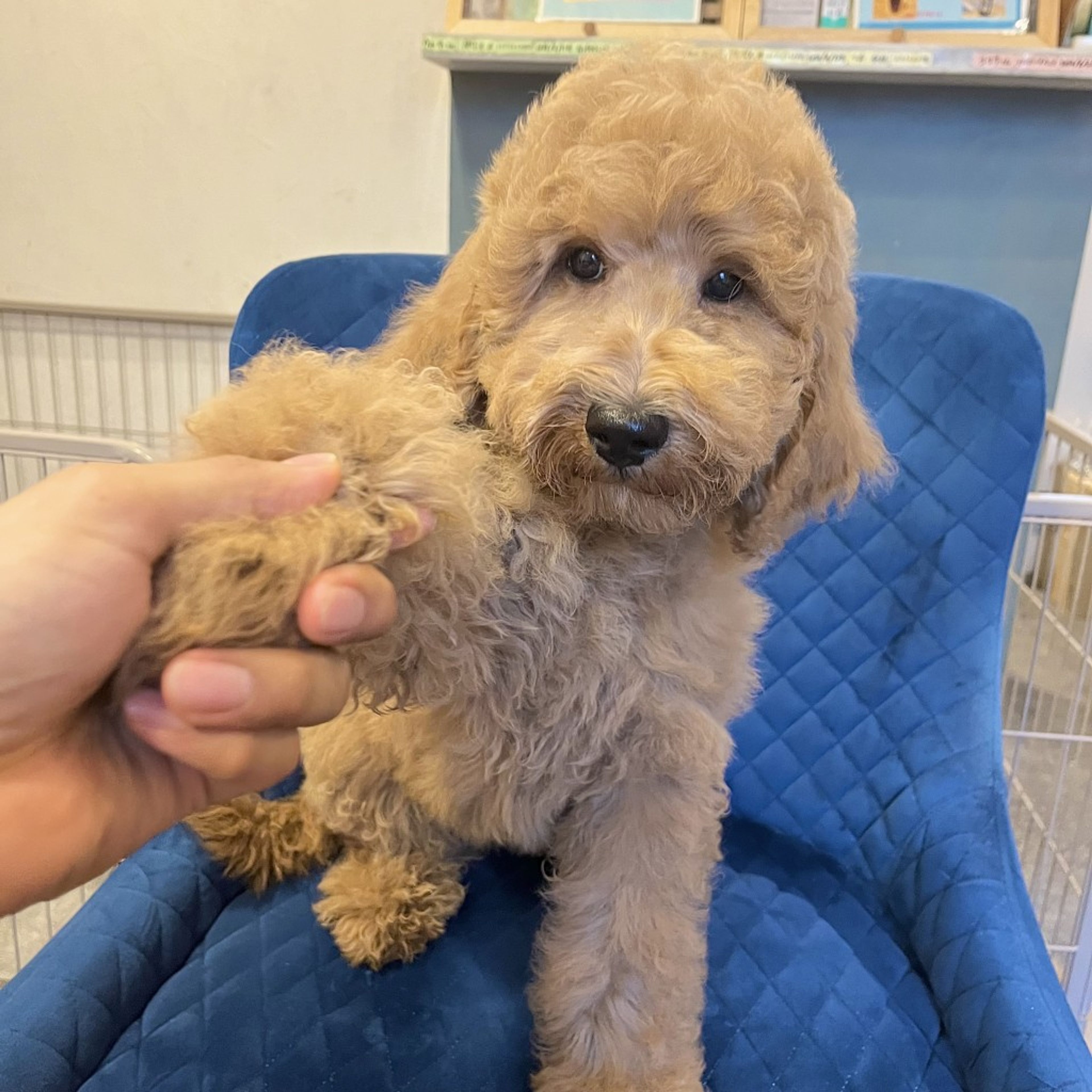 pet-image-7