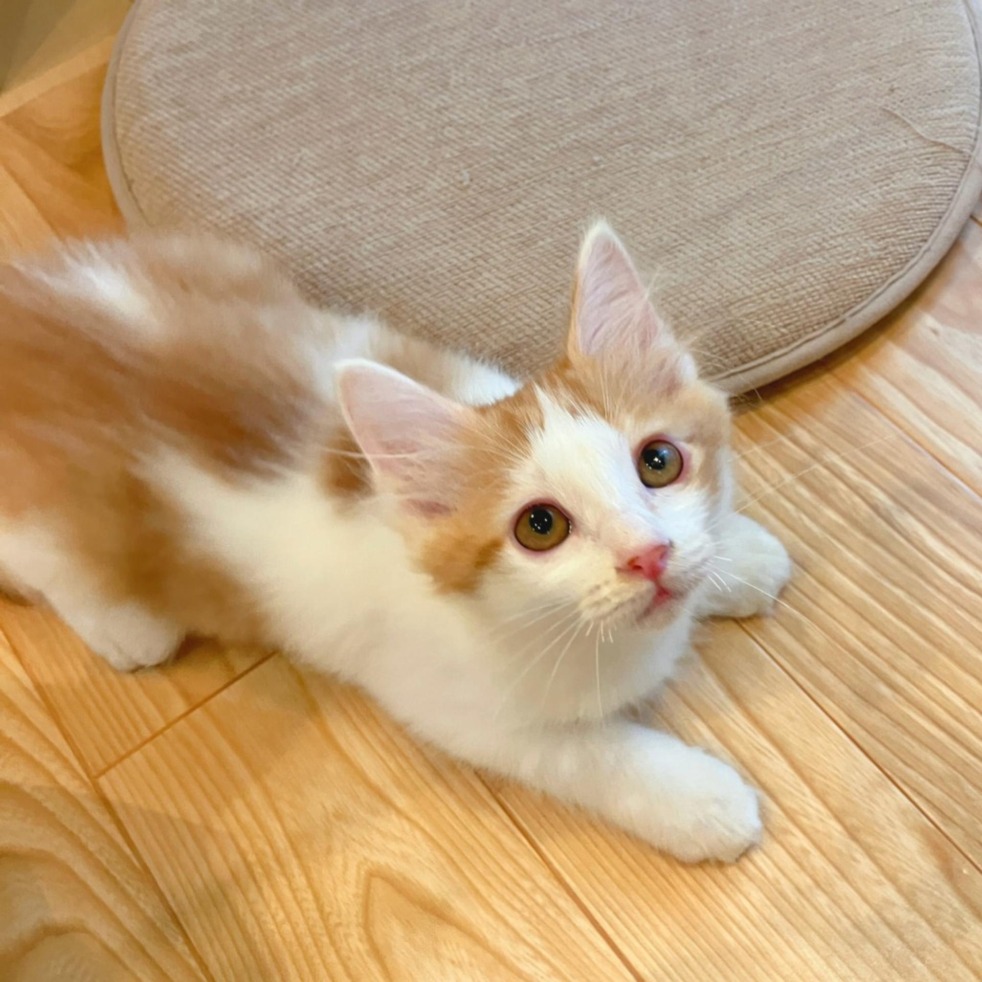 pet-image-3