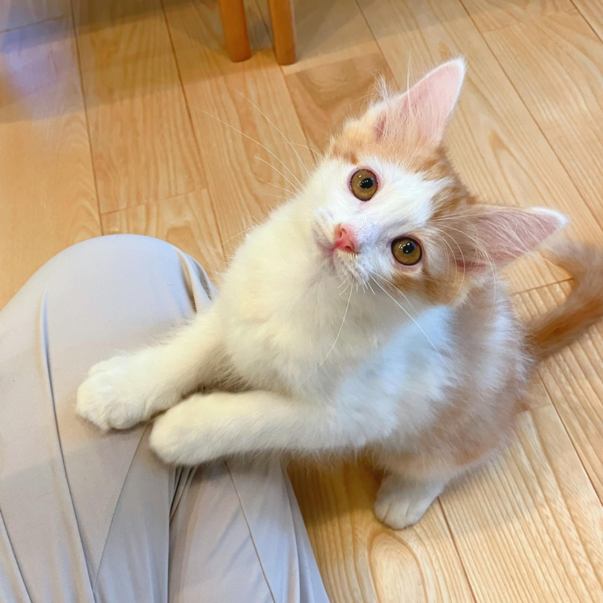 pet-image-2