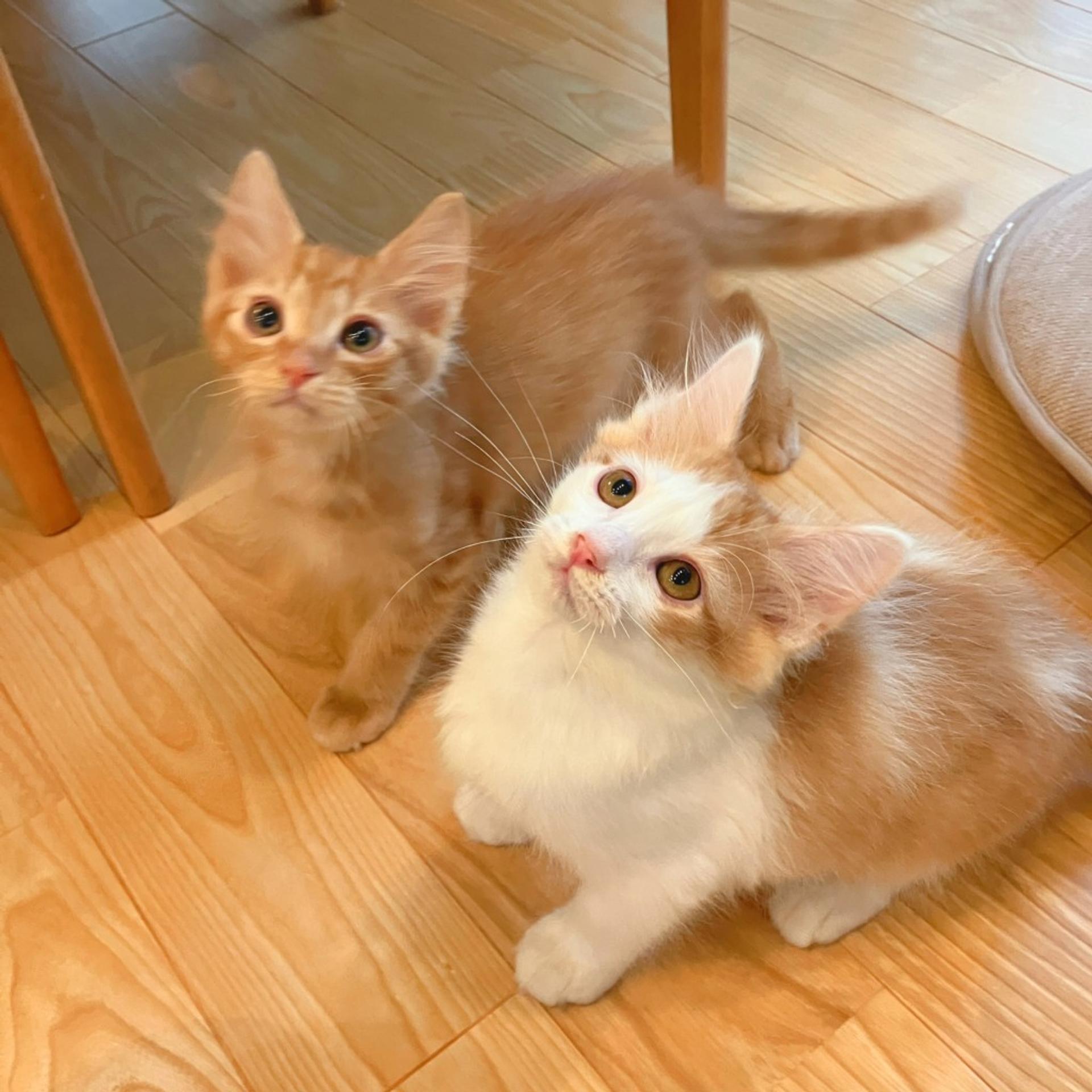 pet-image-4