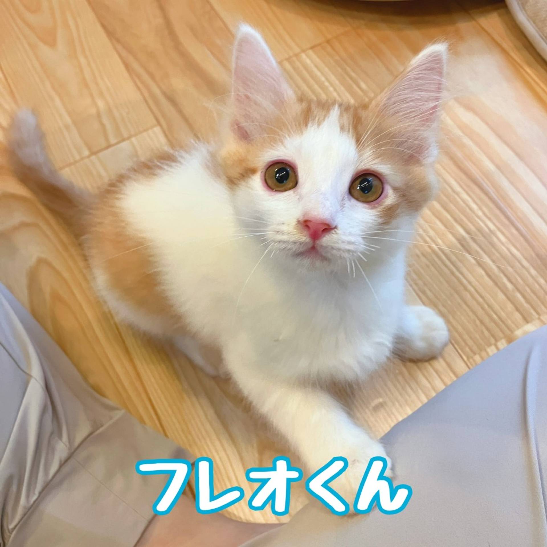 雑種（ミックス猫）・オスの里親募集の写真