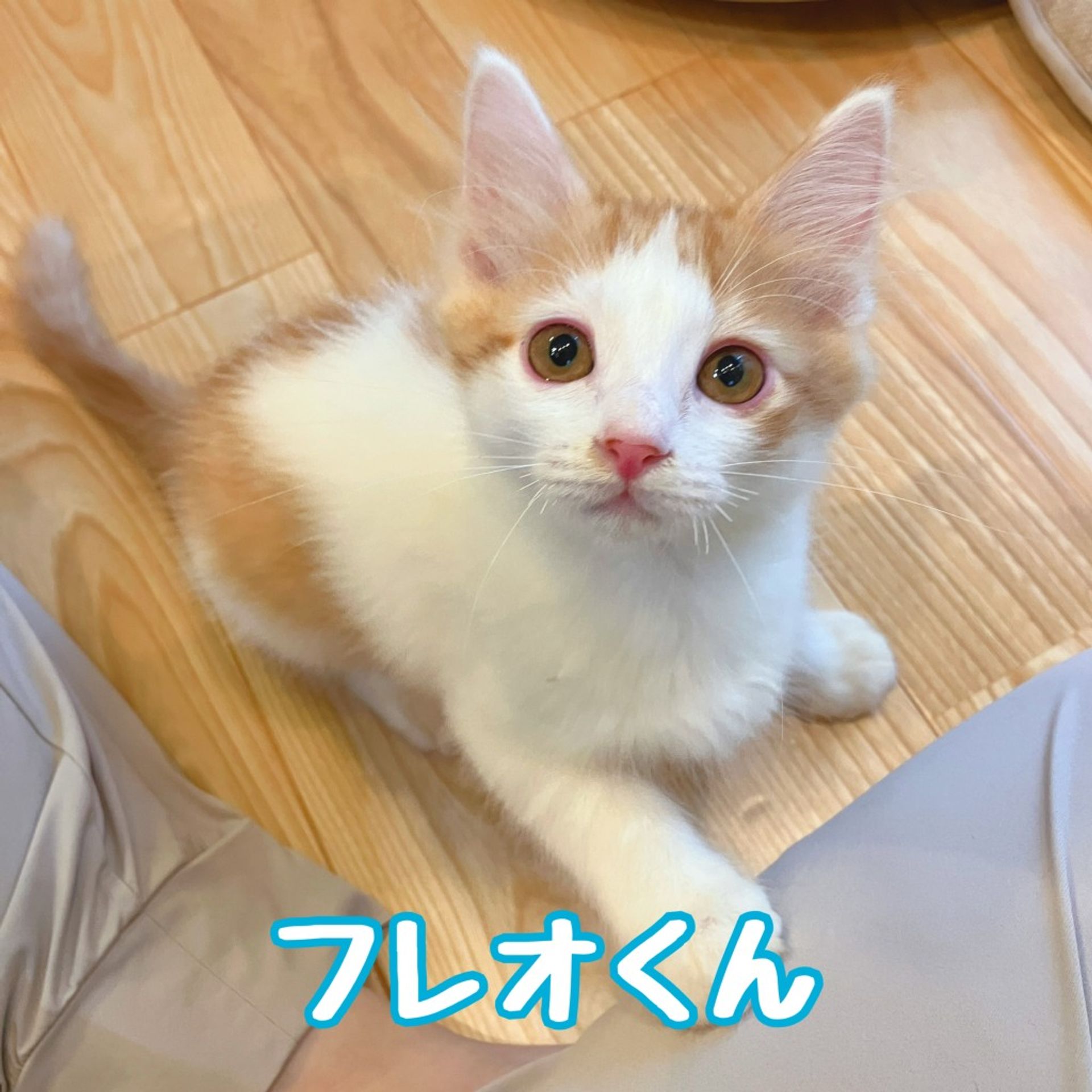 雑種（ミックス猫）・オスの里親募集の写真