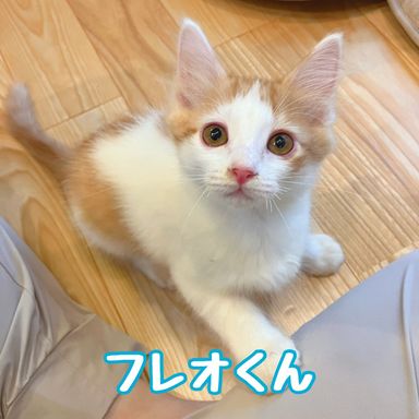 フレオの写真