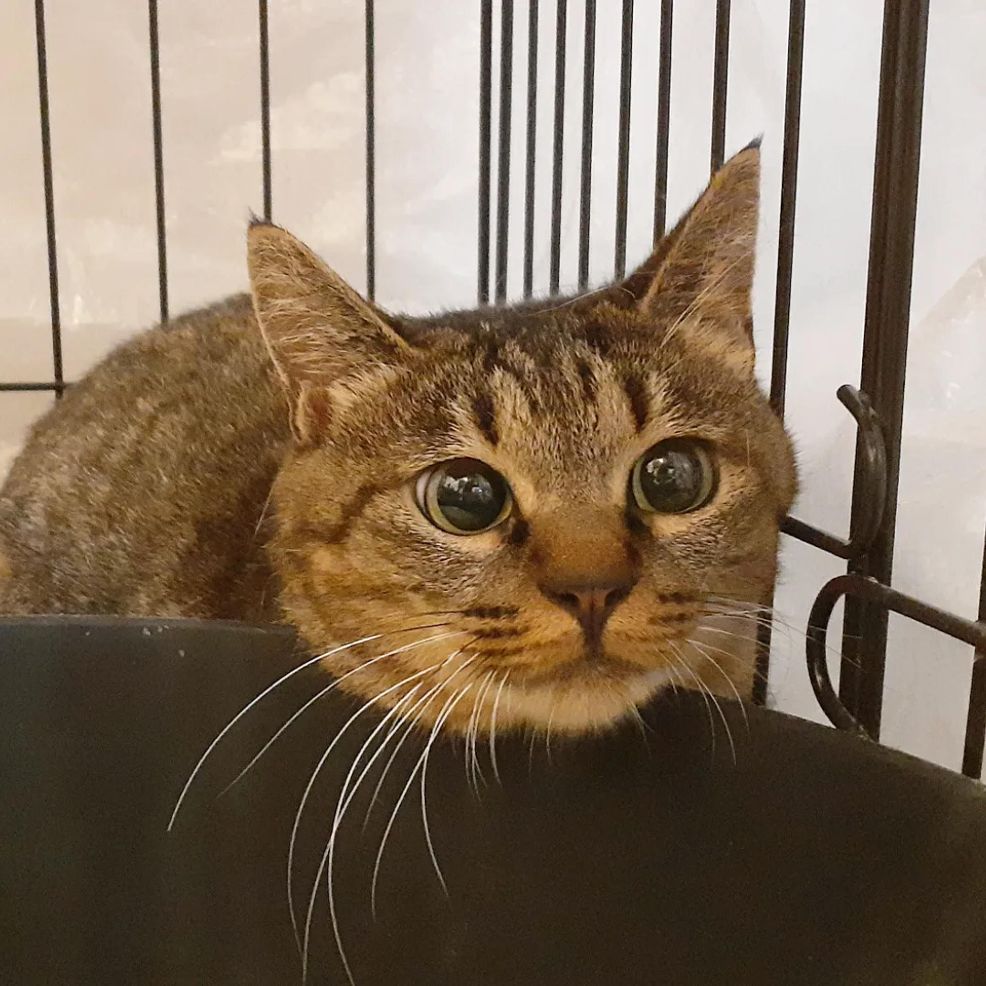 pet-image-4