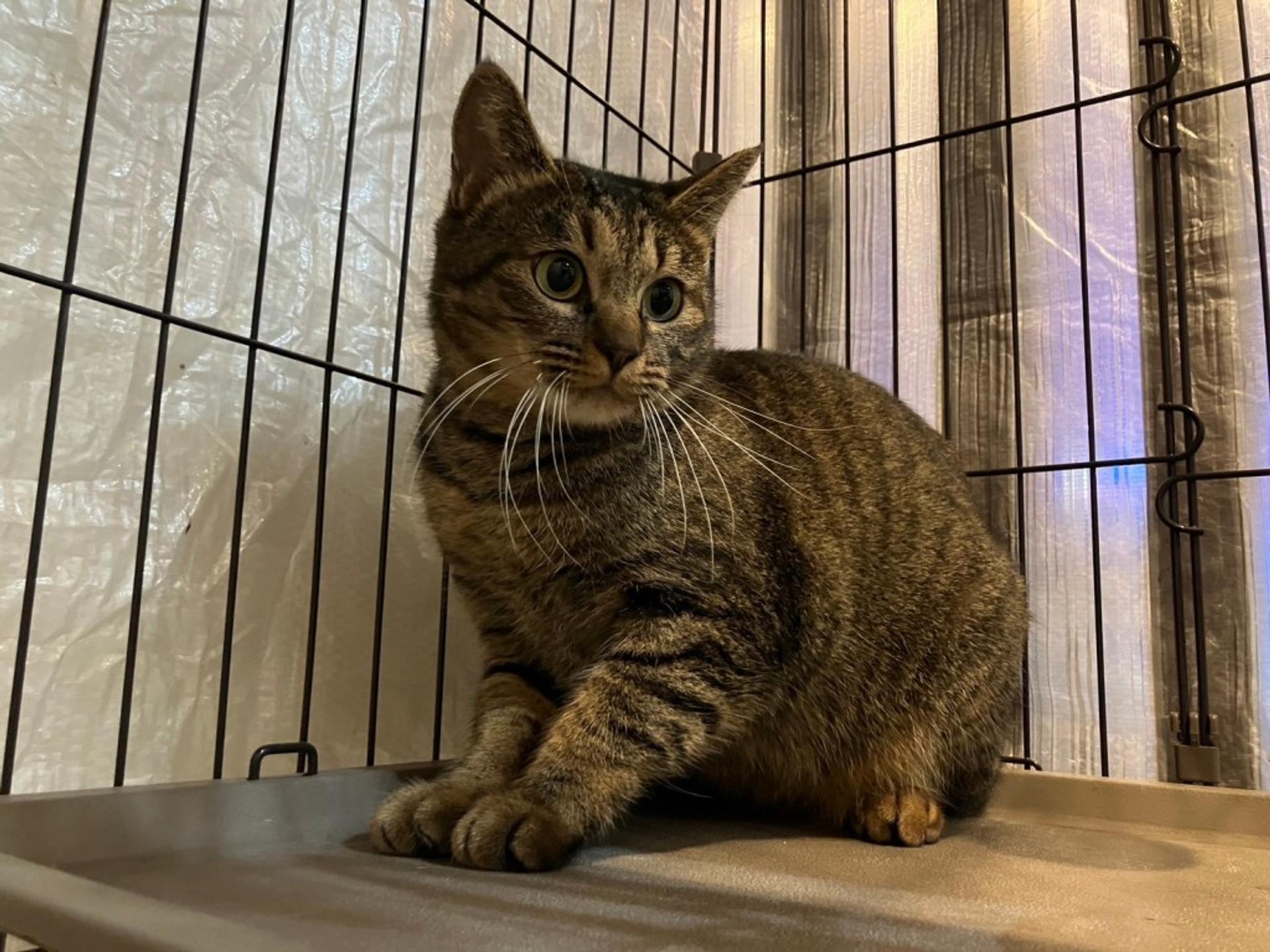 pet-image-5