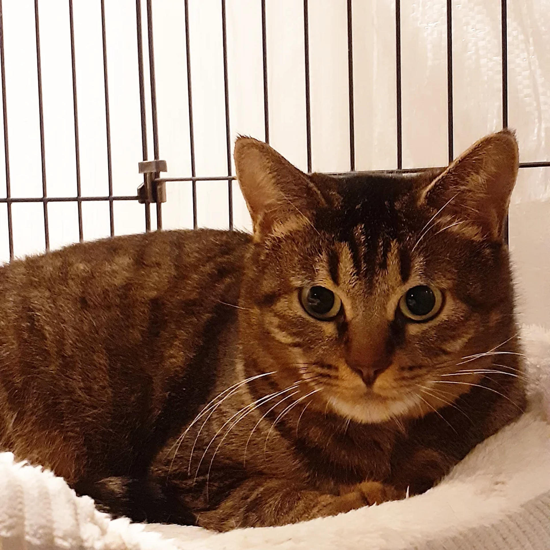 pet-image-9