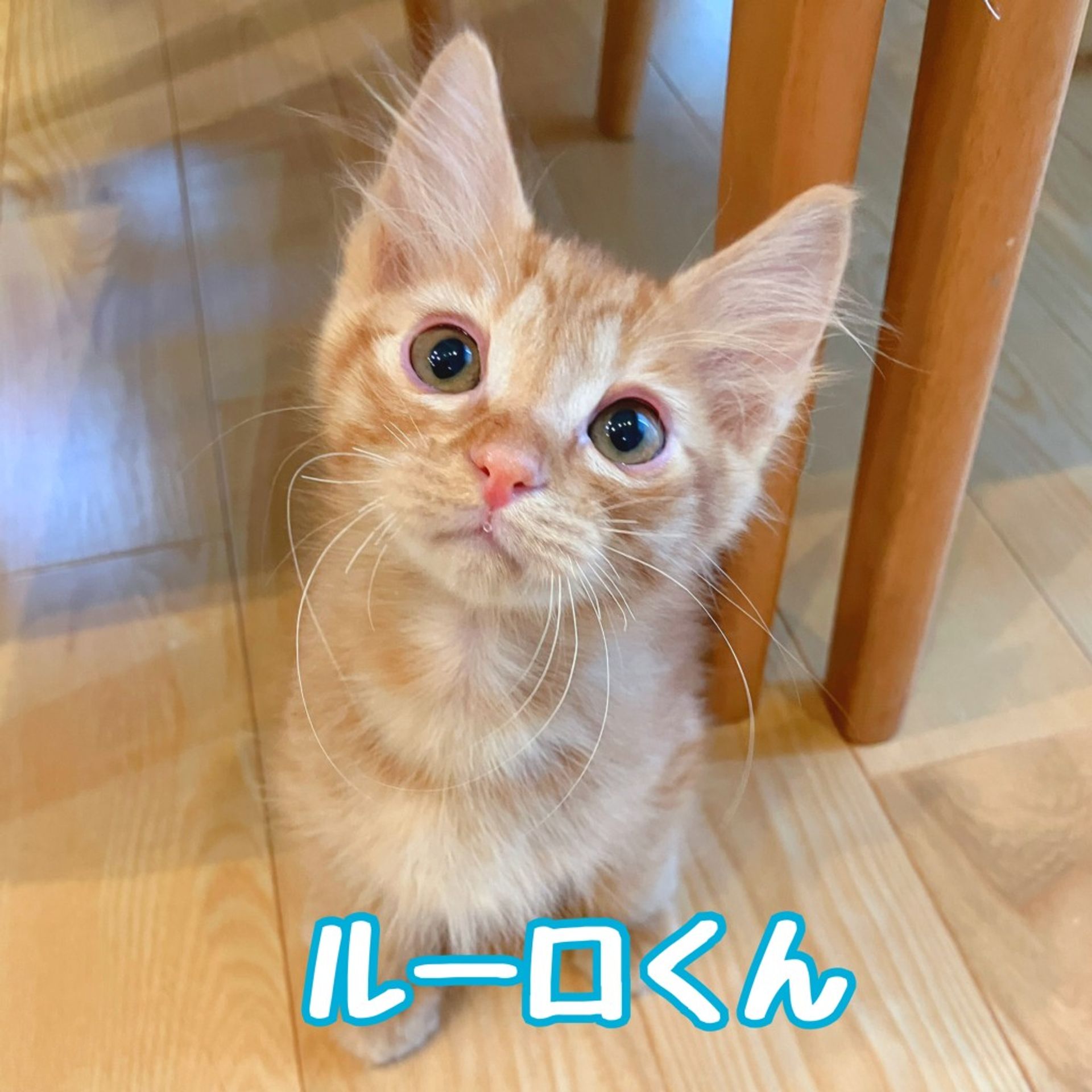 雑種（ミックス猫）・オスの里親募集の写真