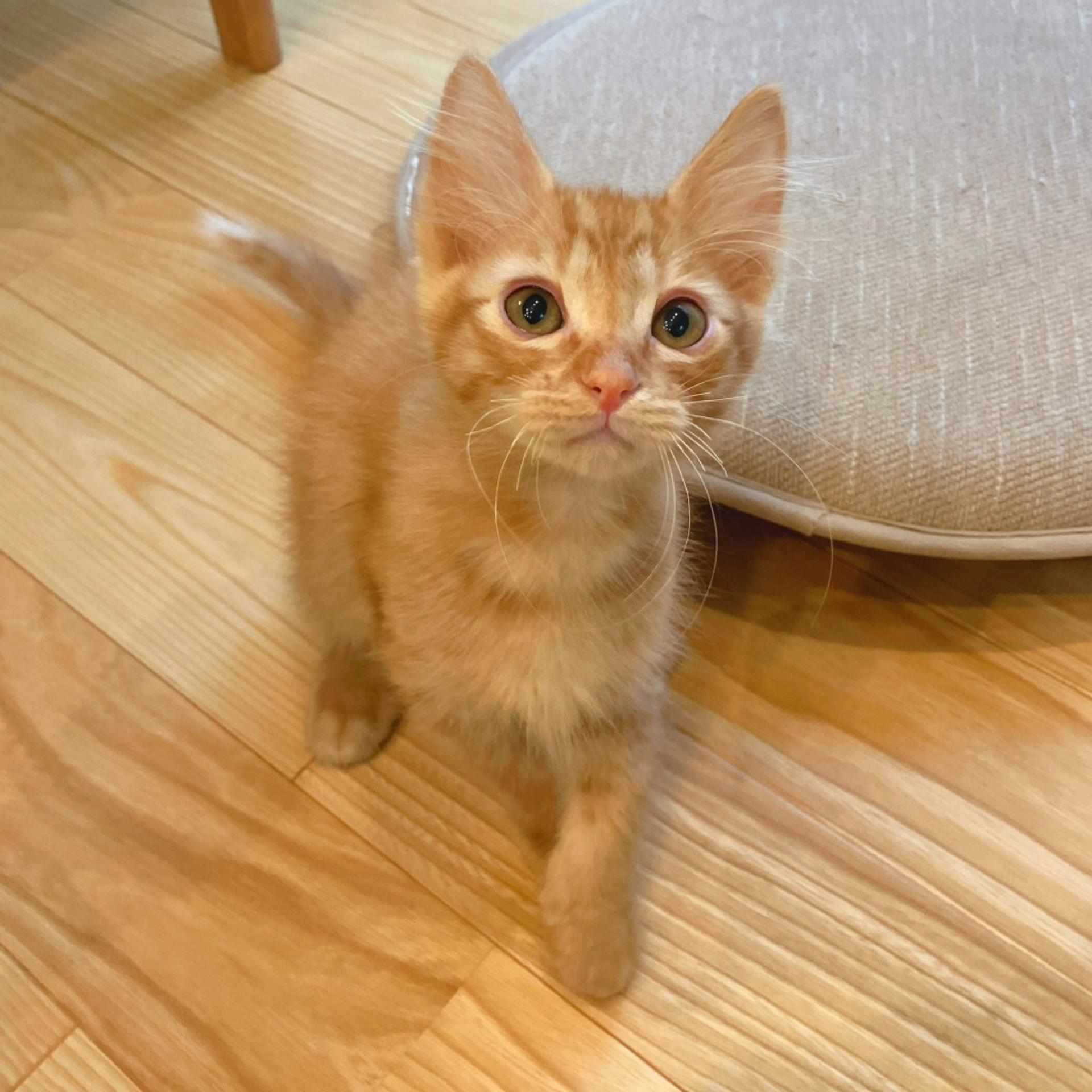 pet-image-4