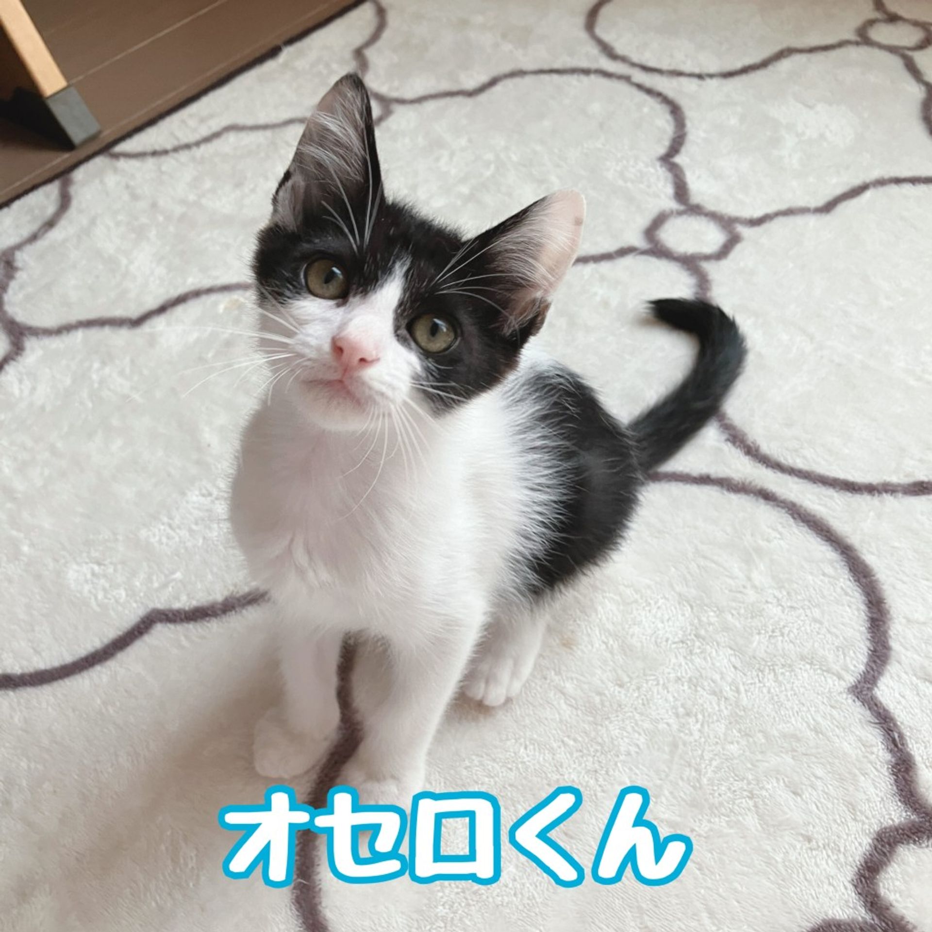 雑種（ミックス猫）・オスの里親募集の写真