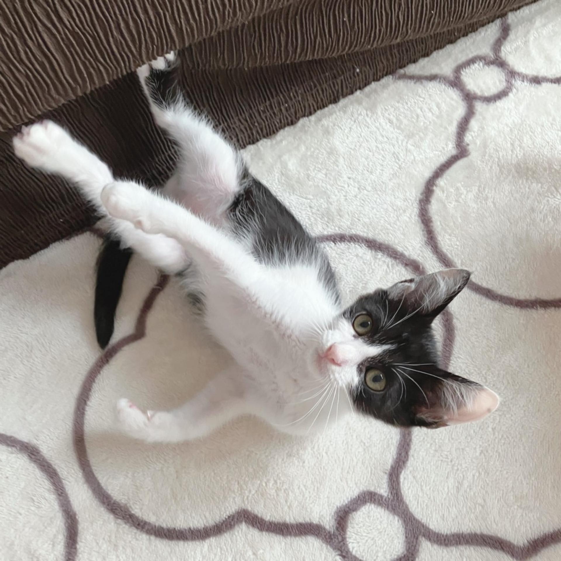 pet-image-3