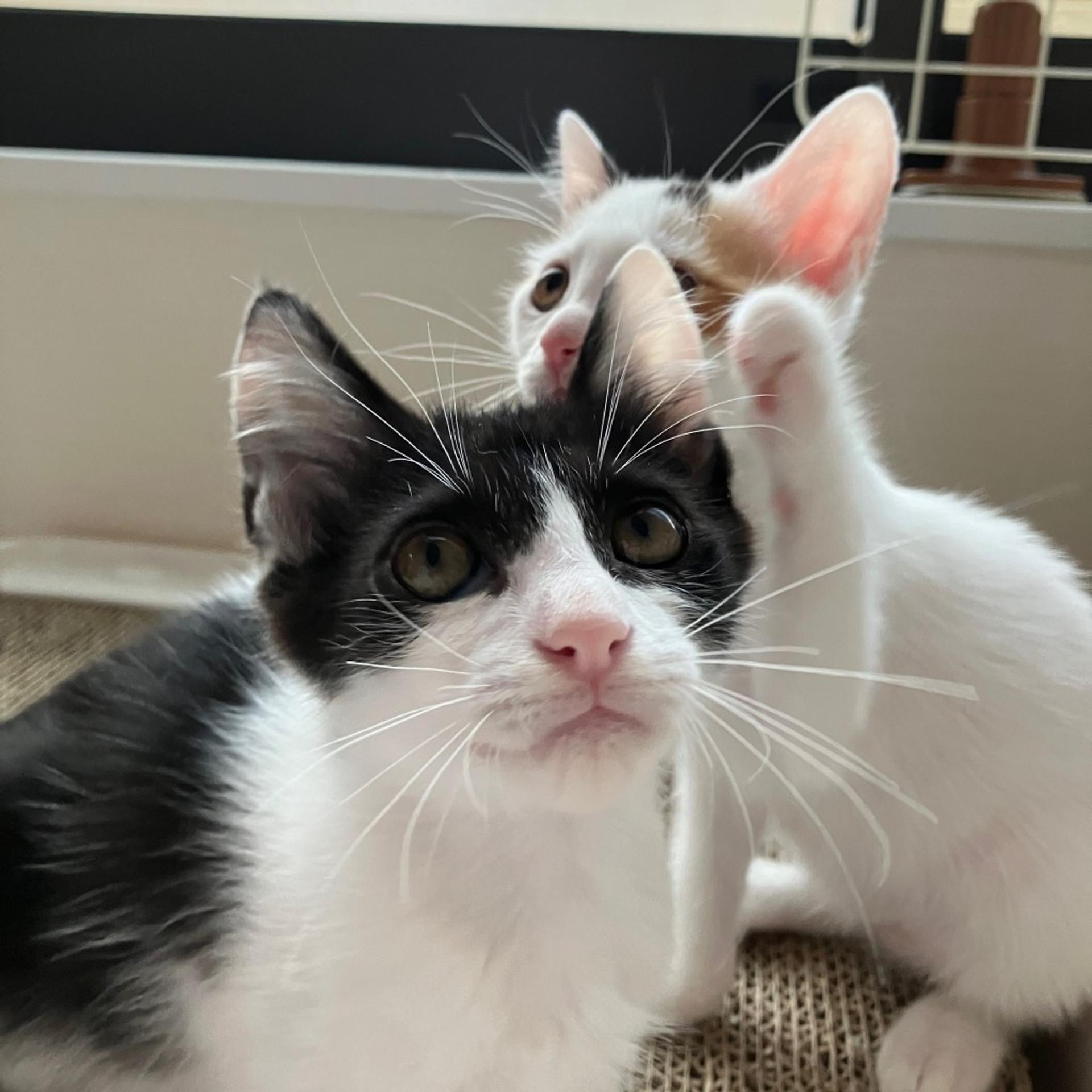 pet-image-8