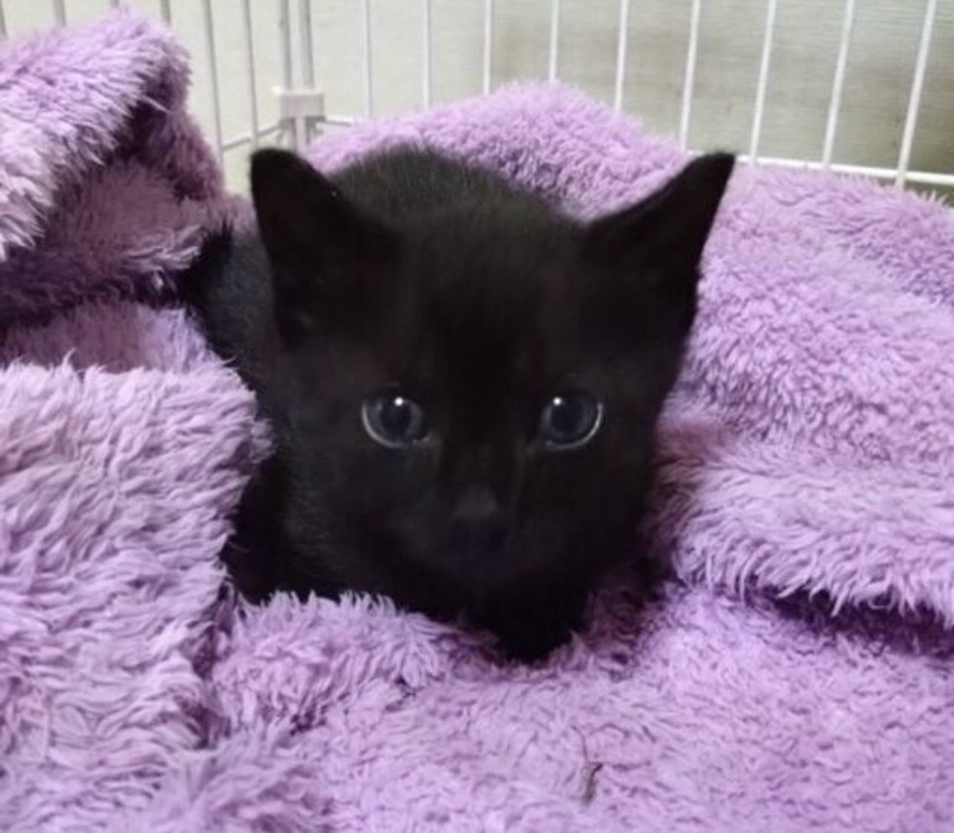雑種（ミックス猫）・オスの里親募集の写真