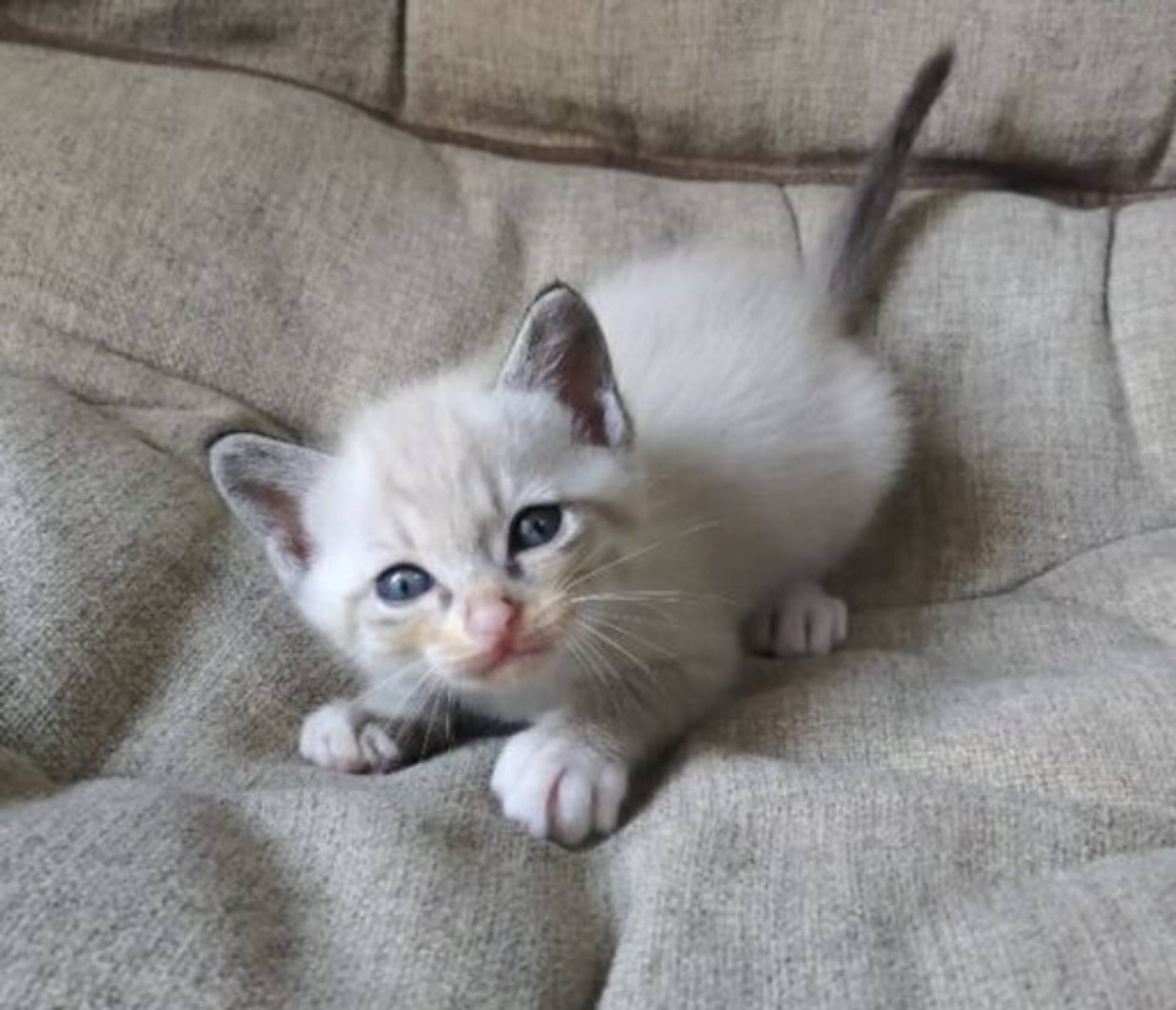 雑種（ミックス猫）・オスの里親募集の写真