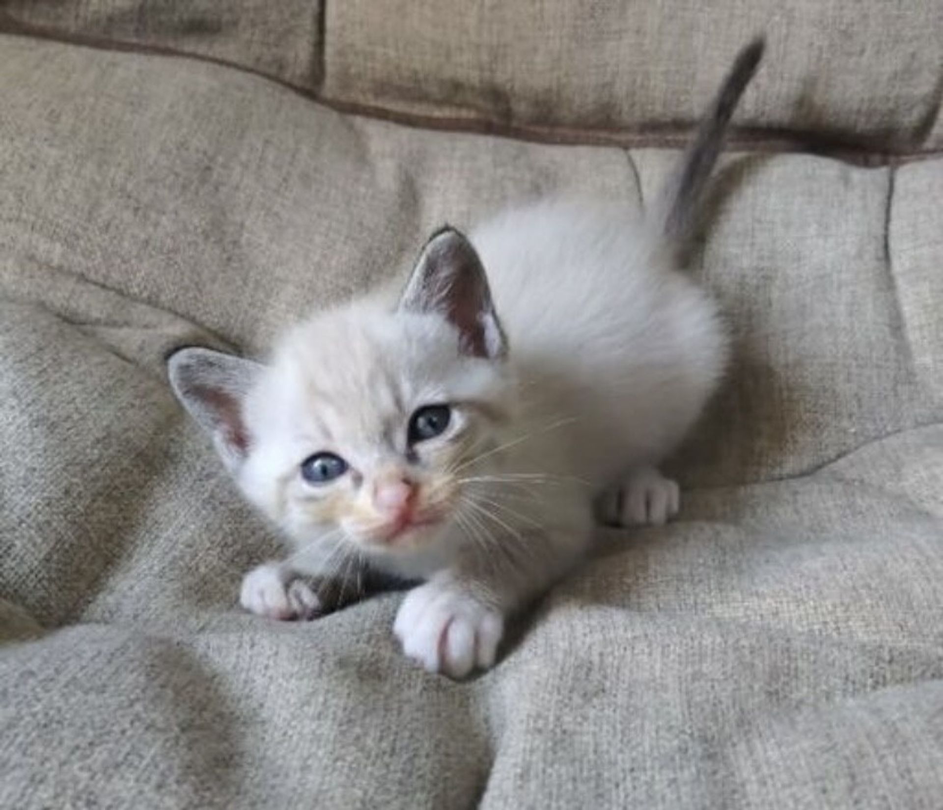 雑種（ミックス猫）・オスの里親募集の写真