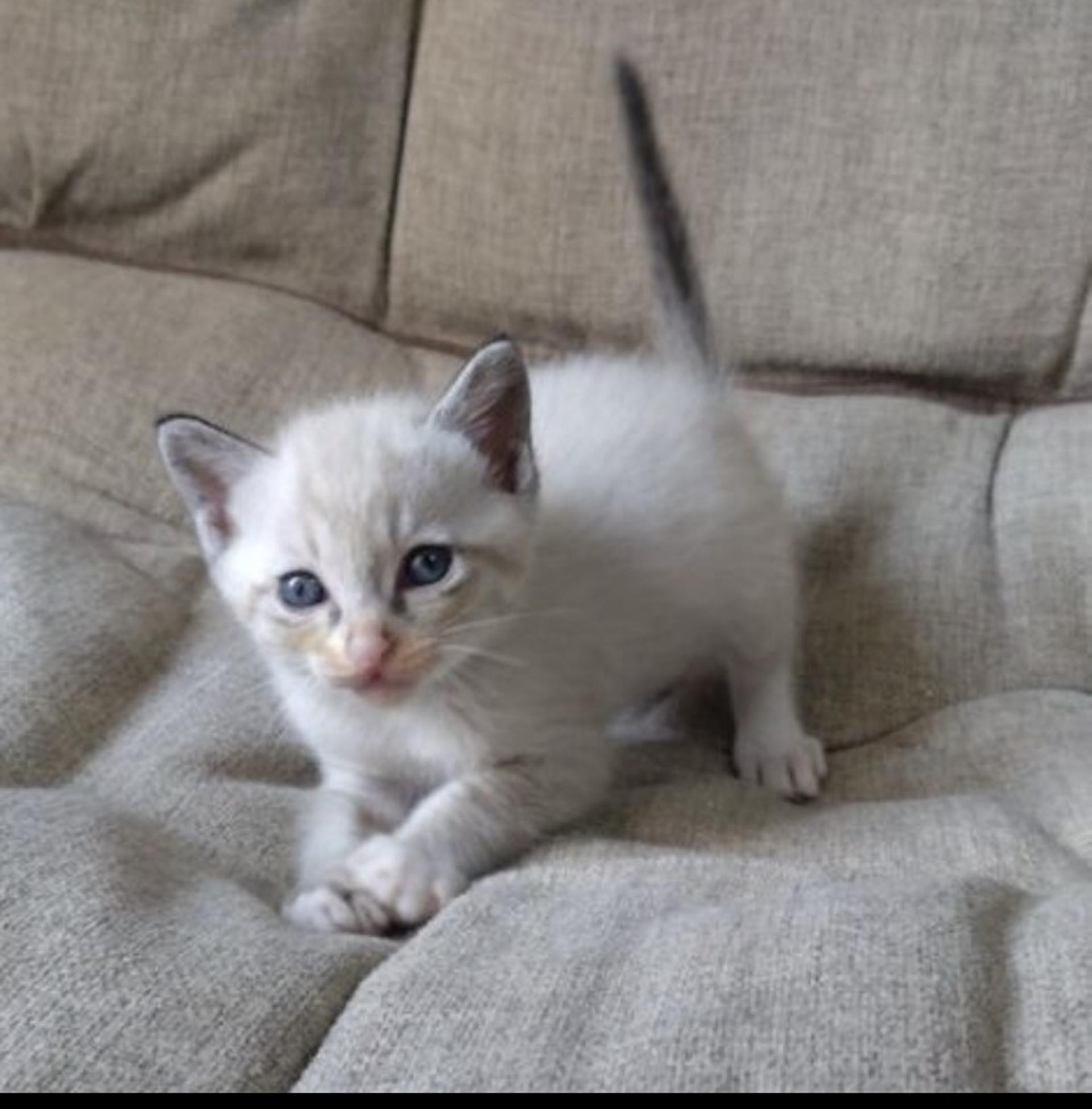 pet-image-5