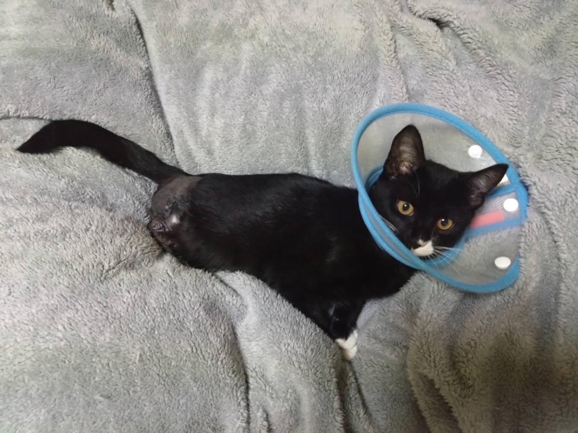 pet-image-4