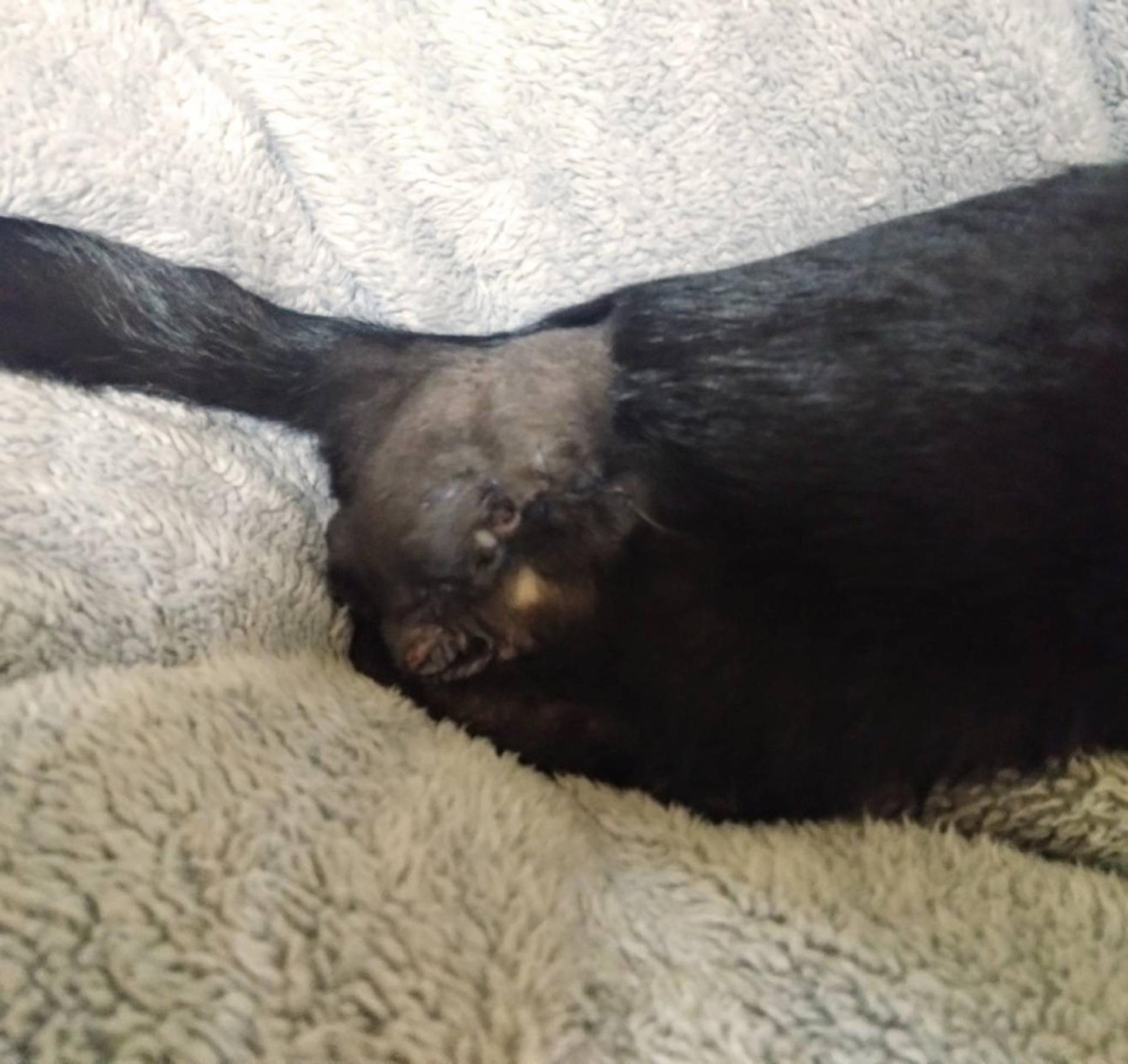 pet-image-5