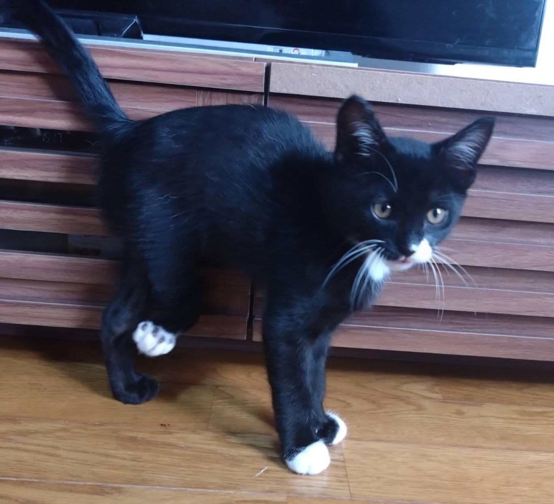 pet-image-3