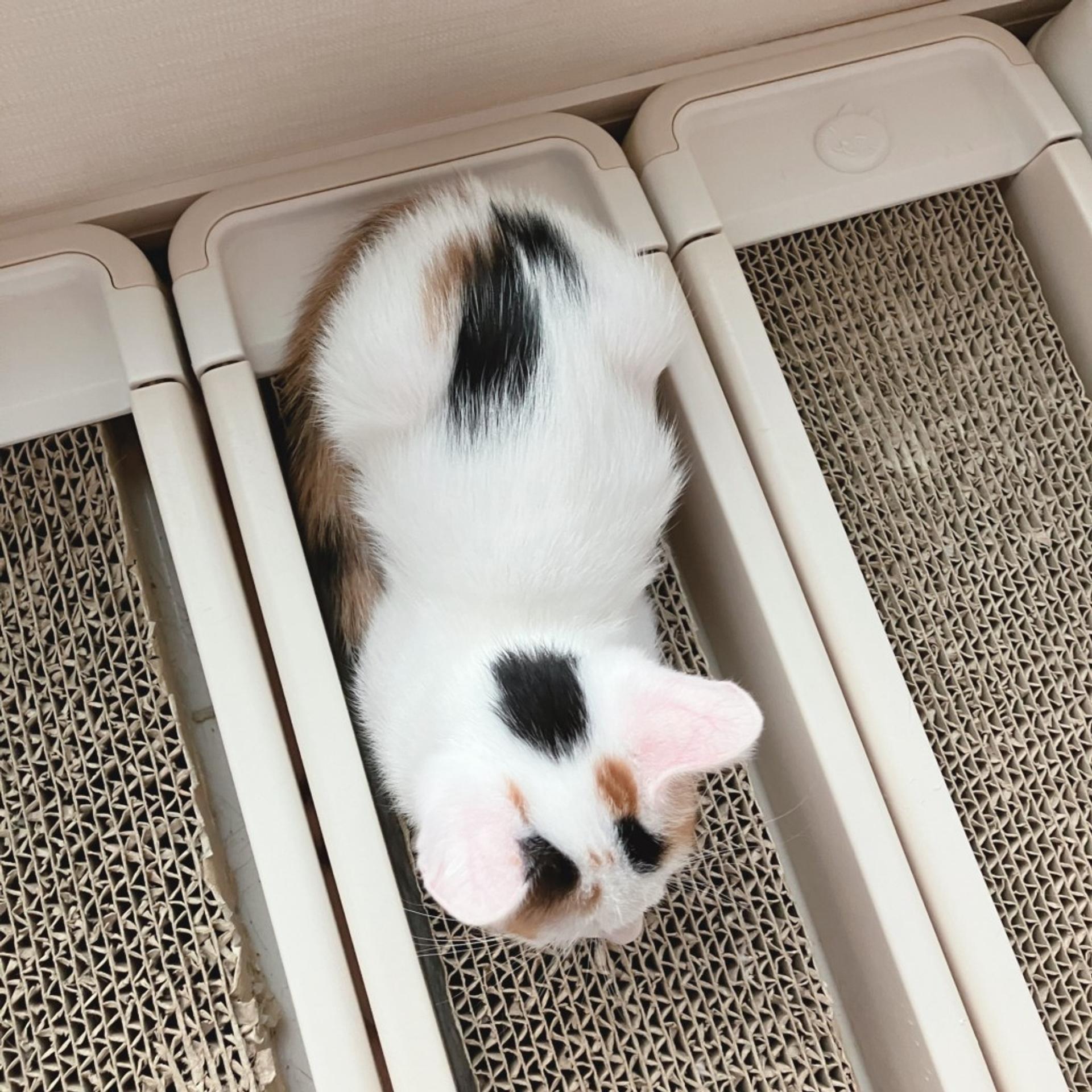 pet-image-5