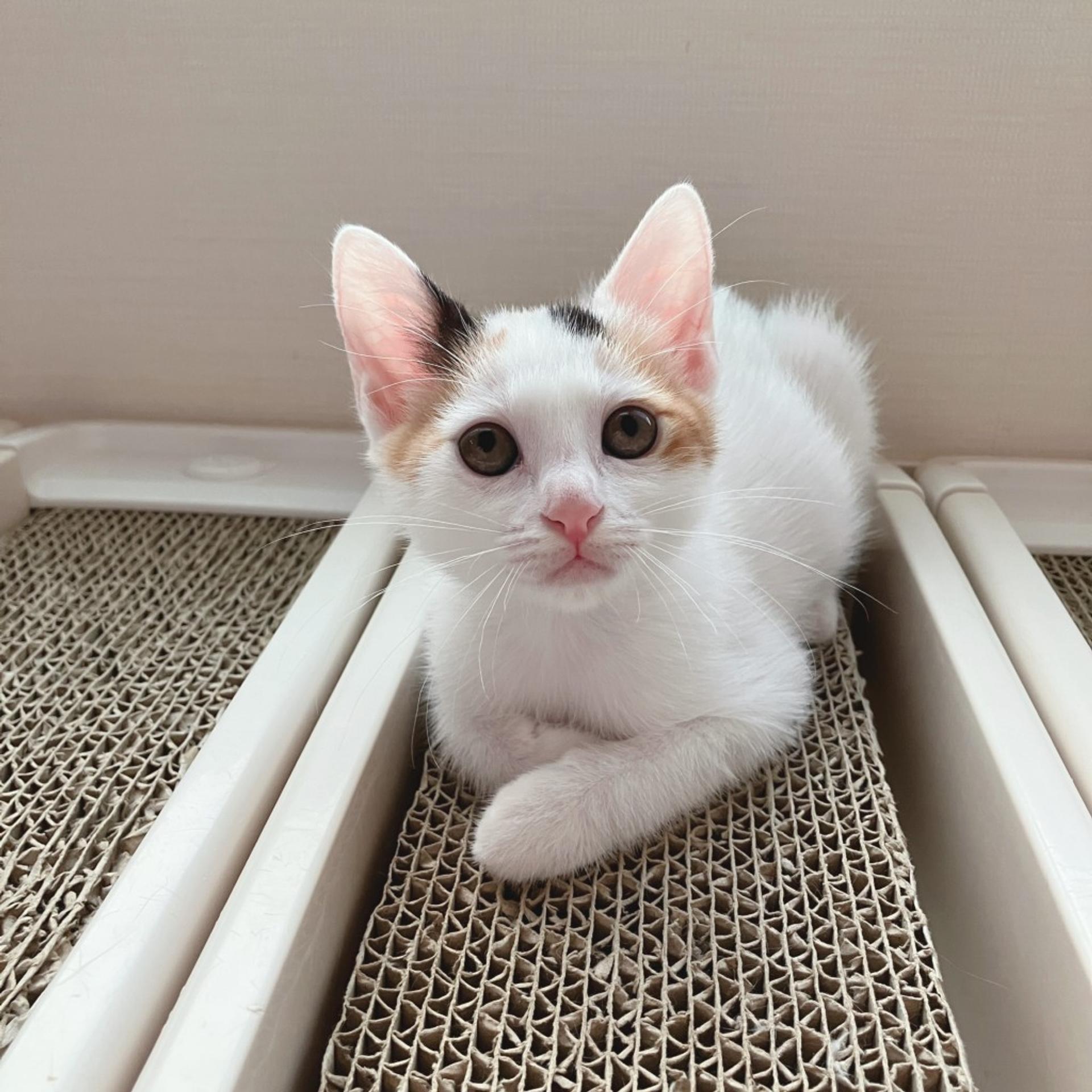 pet-image-4