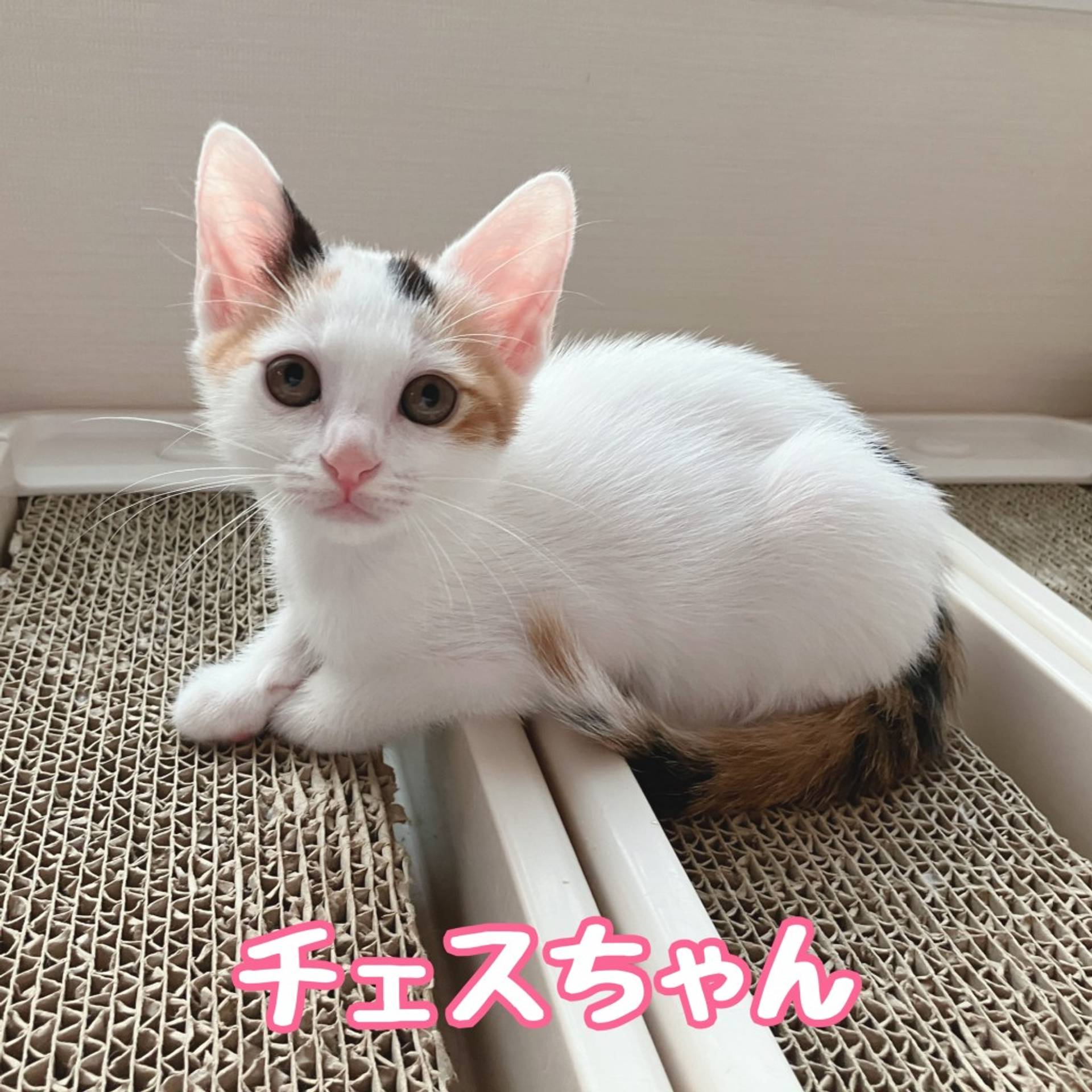 雑種（ミックス猫）・メスの里親募集の写真