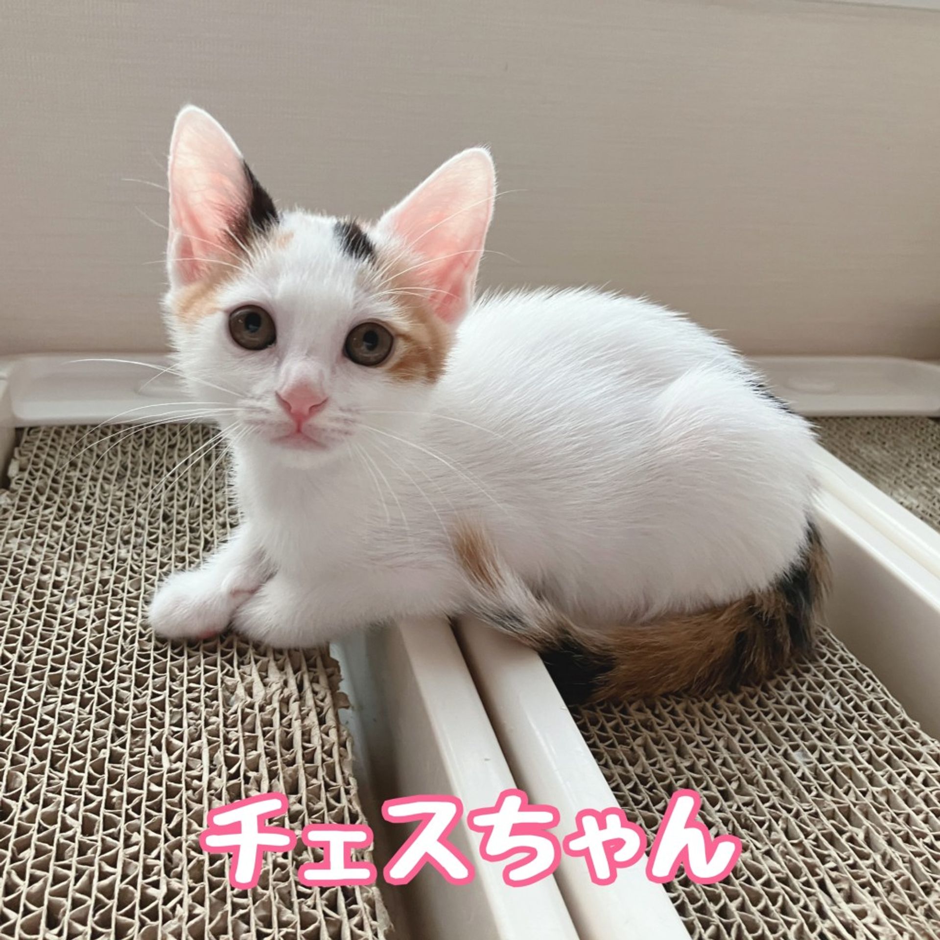 雑種（ミックス猫）・メスの里親募集の写真