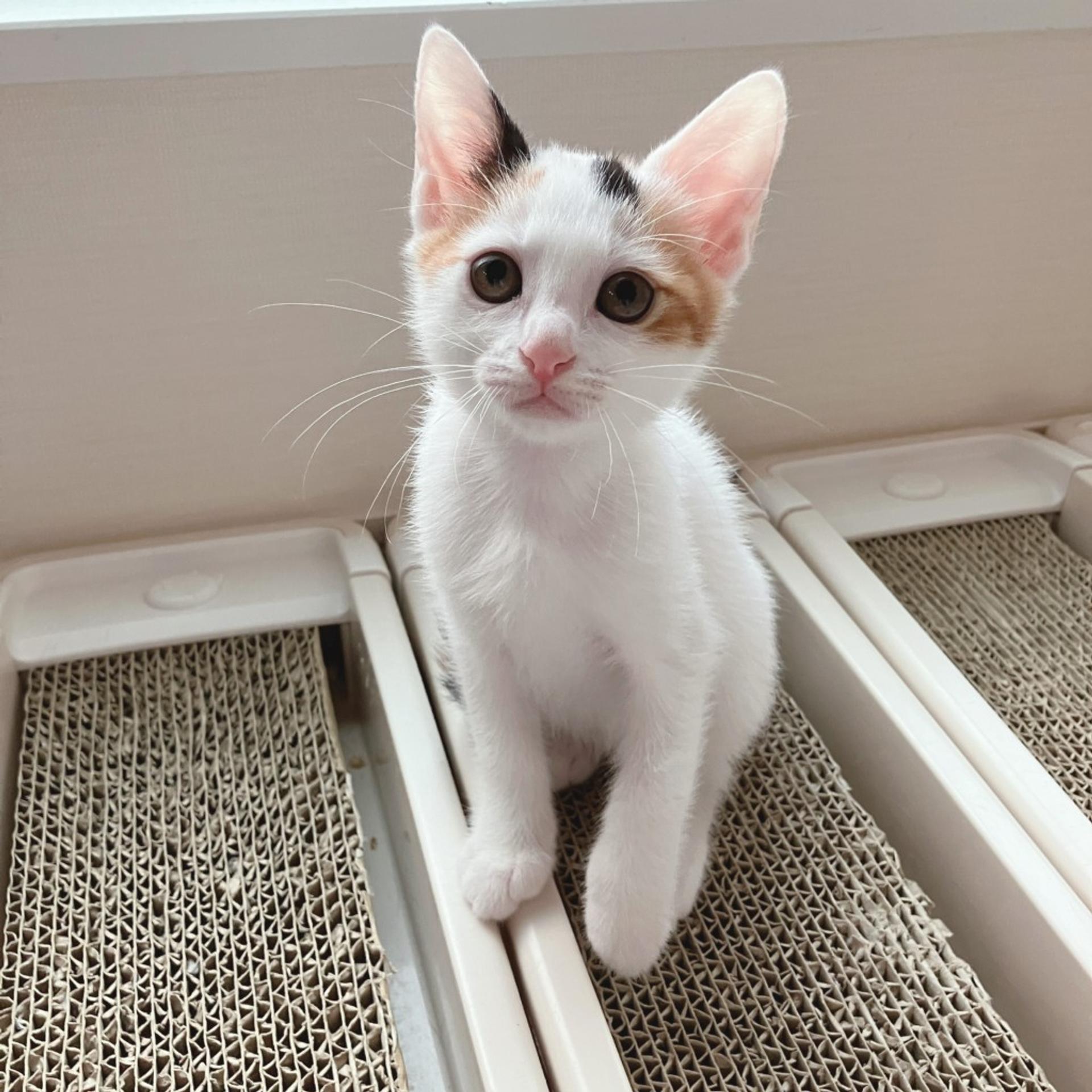 pet-image-6