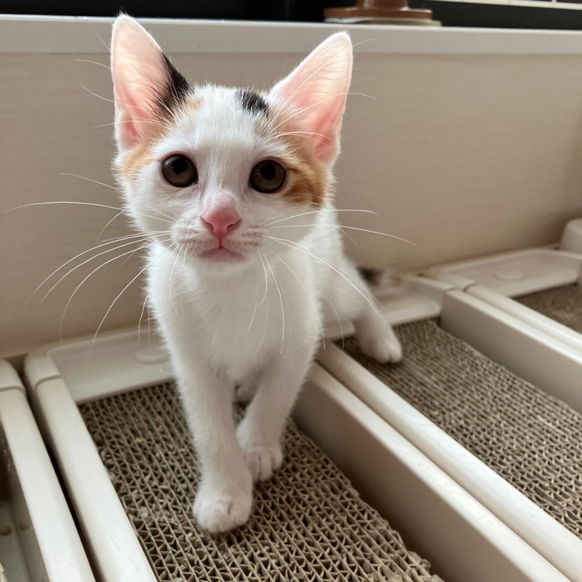 pet-image-2