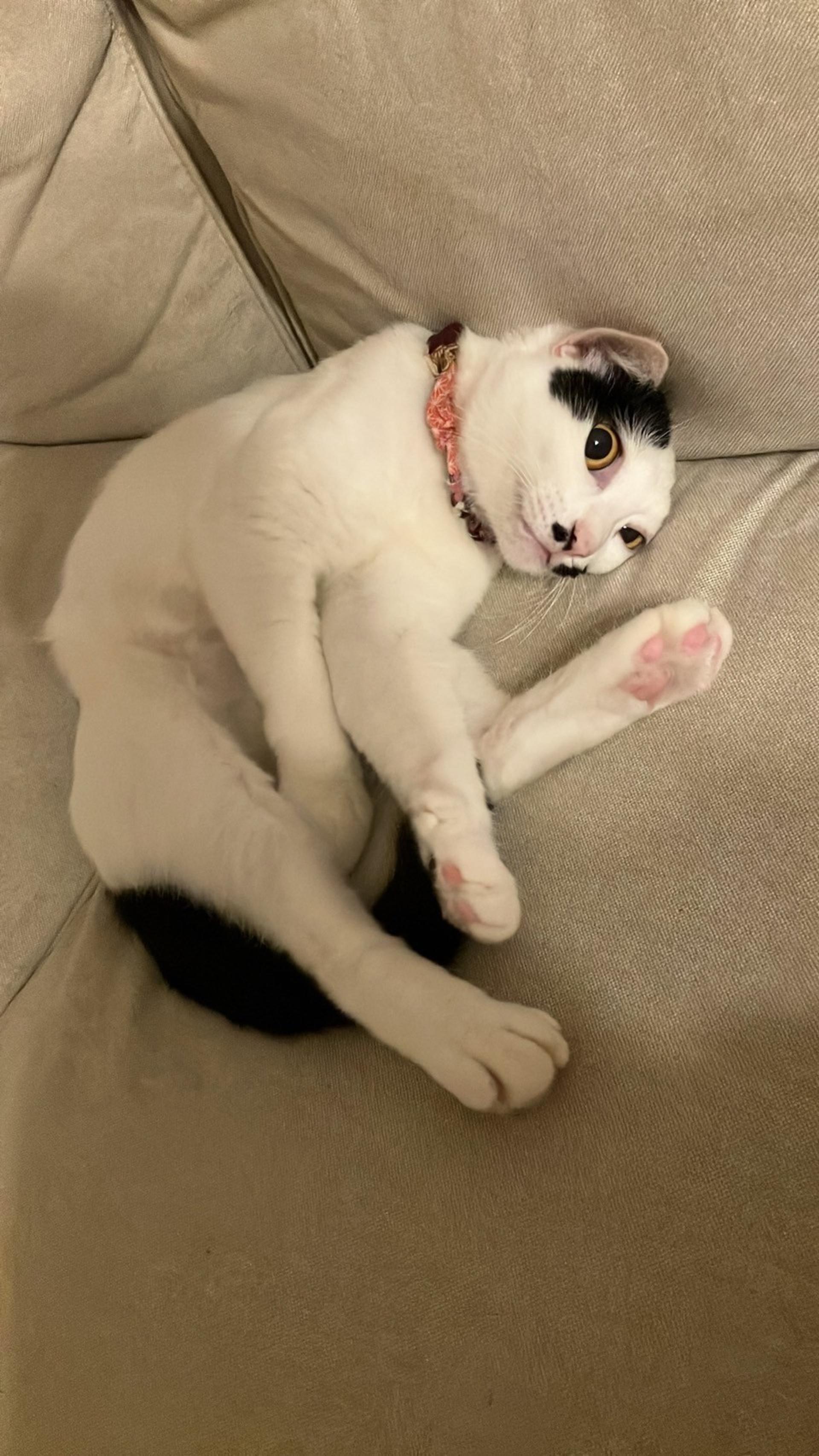 pet-image-3
