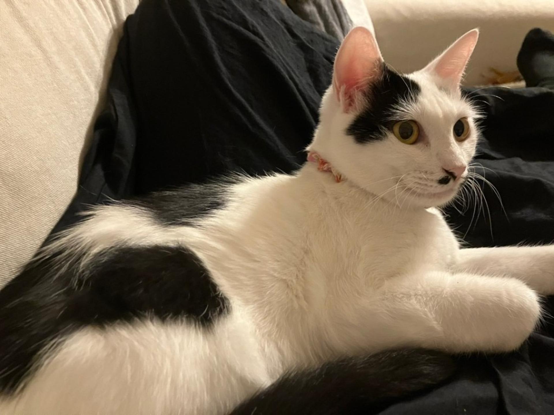 pet-image-2