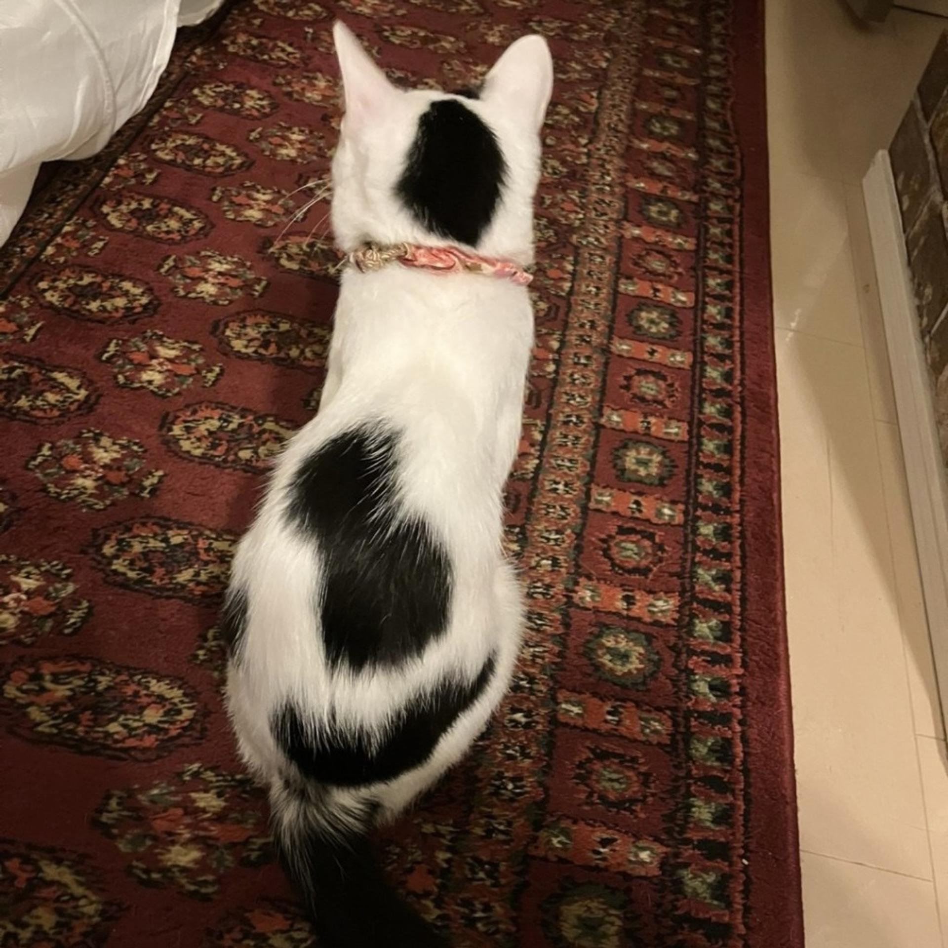 pet-image-6