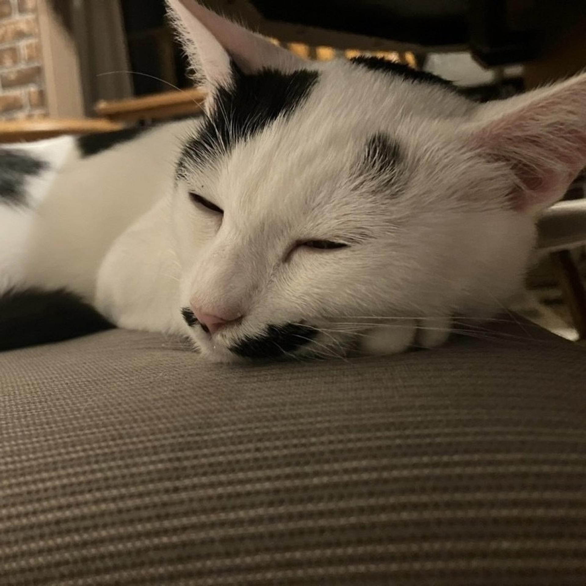 pet-image-8