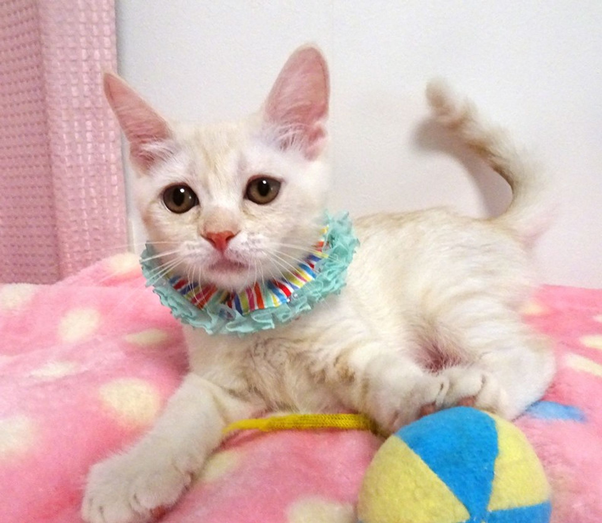 エキゾチックショートヘア・オスの里親募集の写真