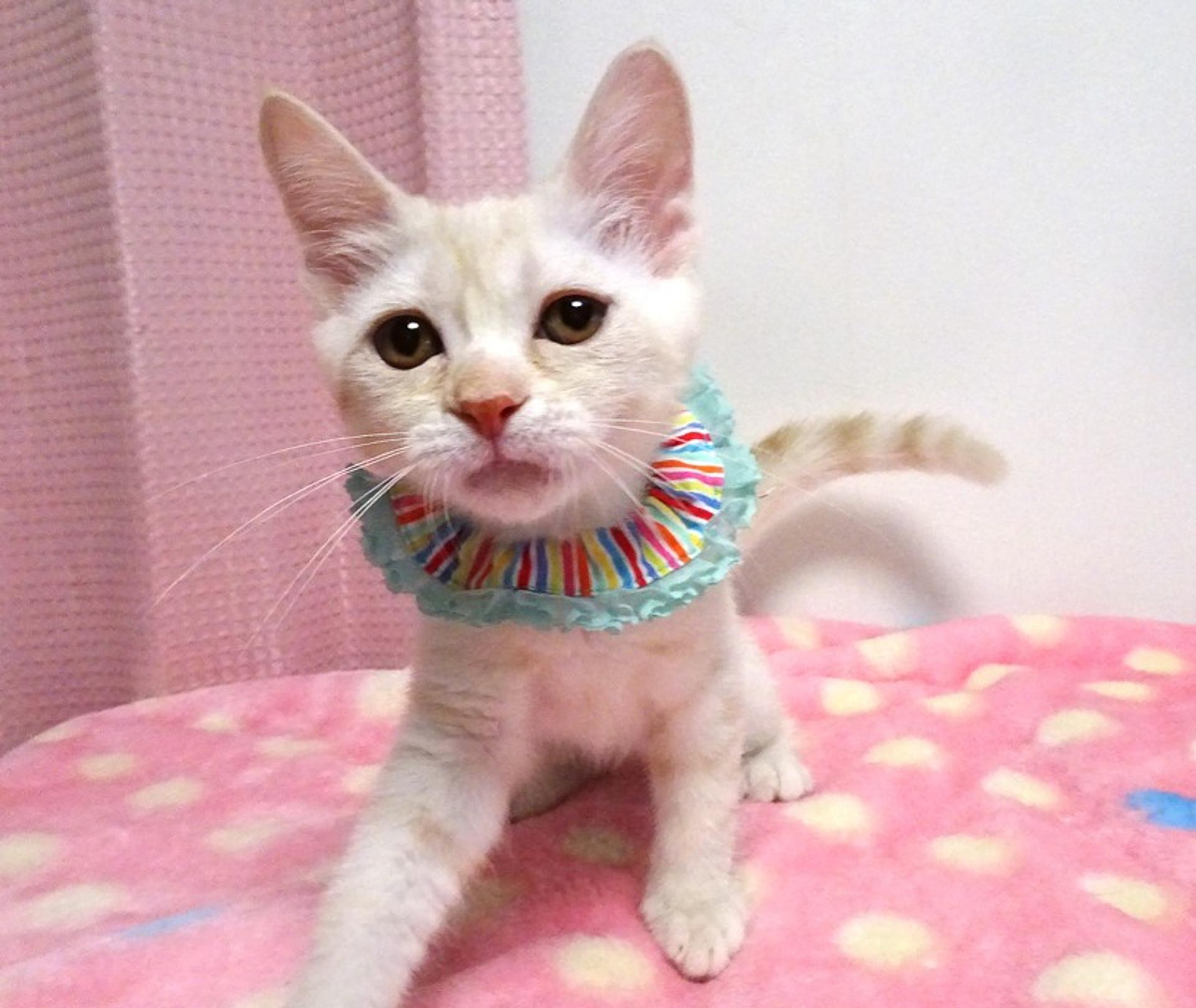 pet-image-2