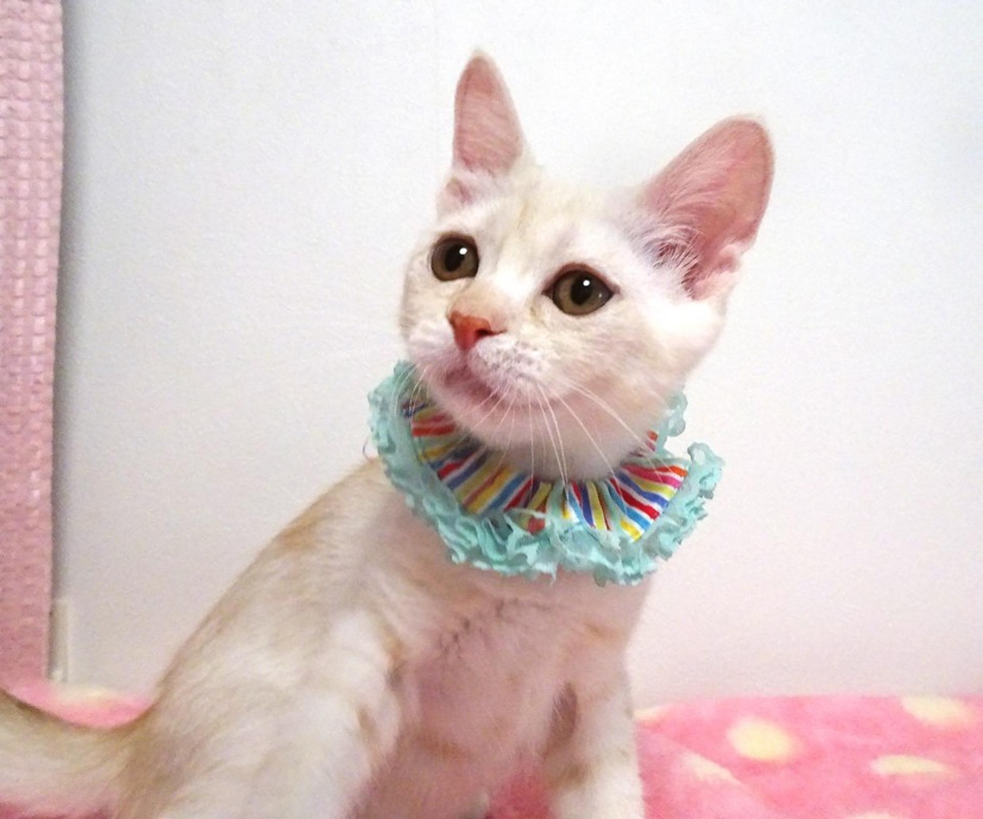 pet-image-3