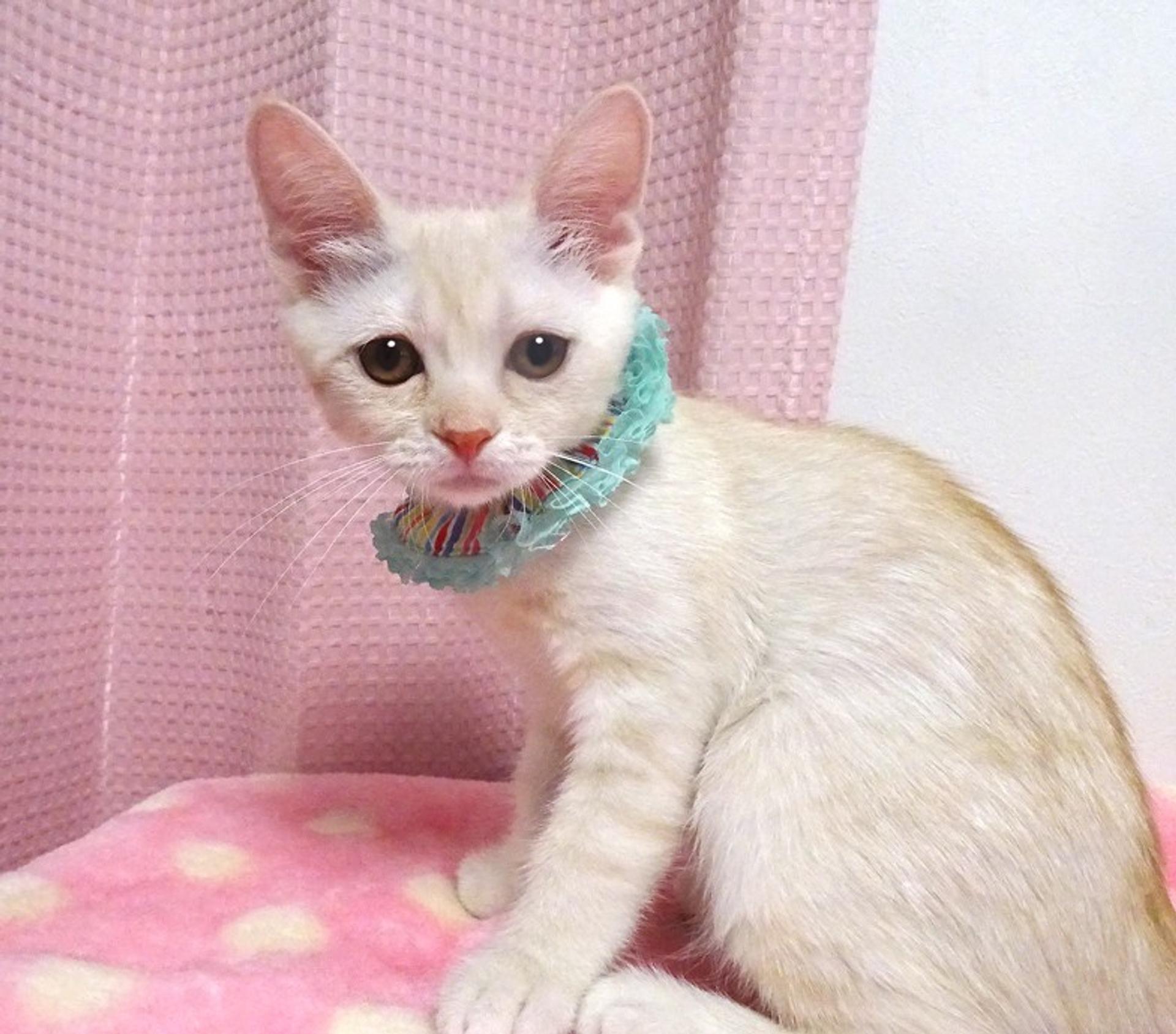 pet-image-4