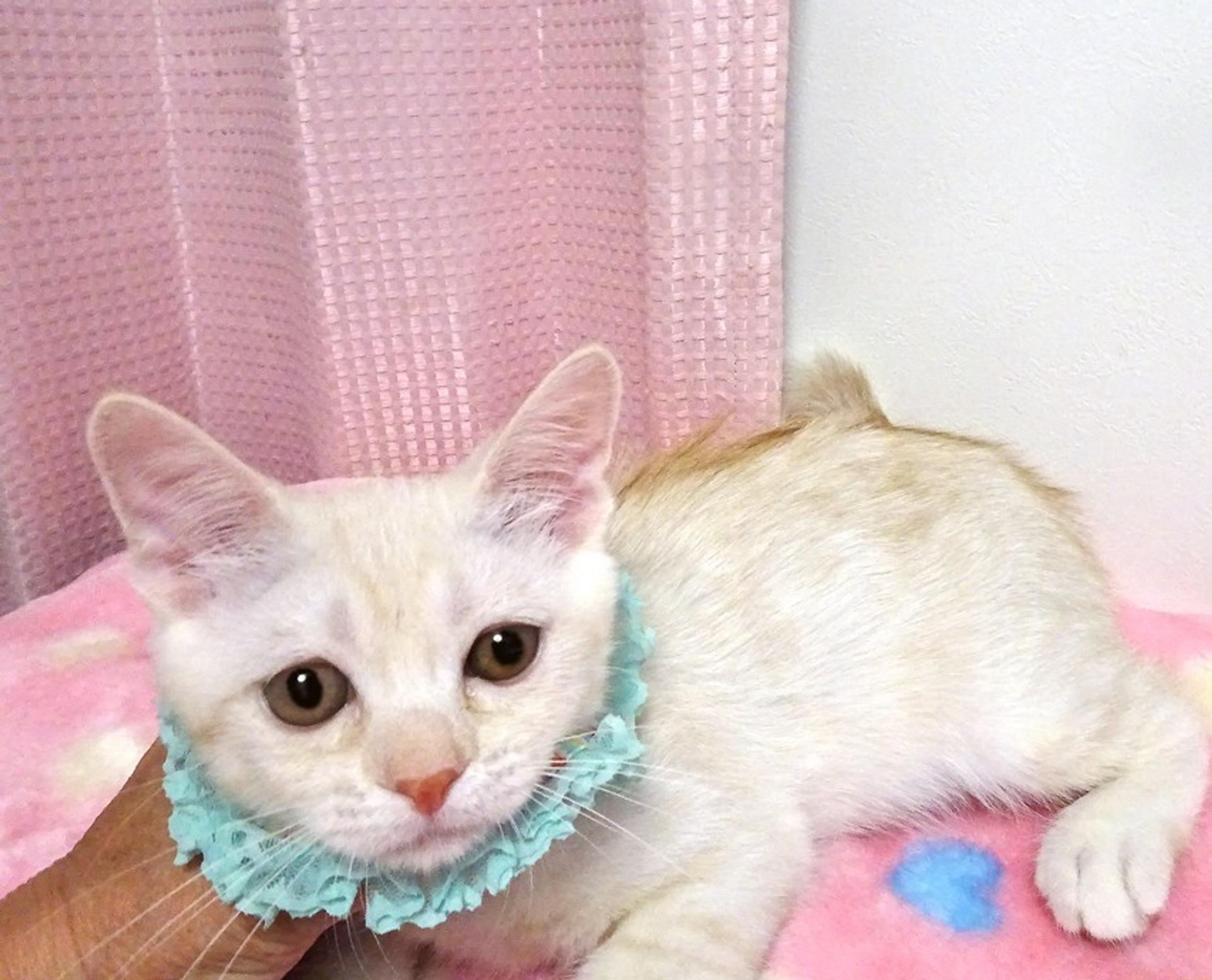 pet-image-5