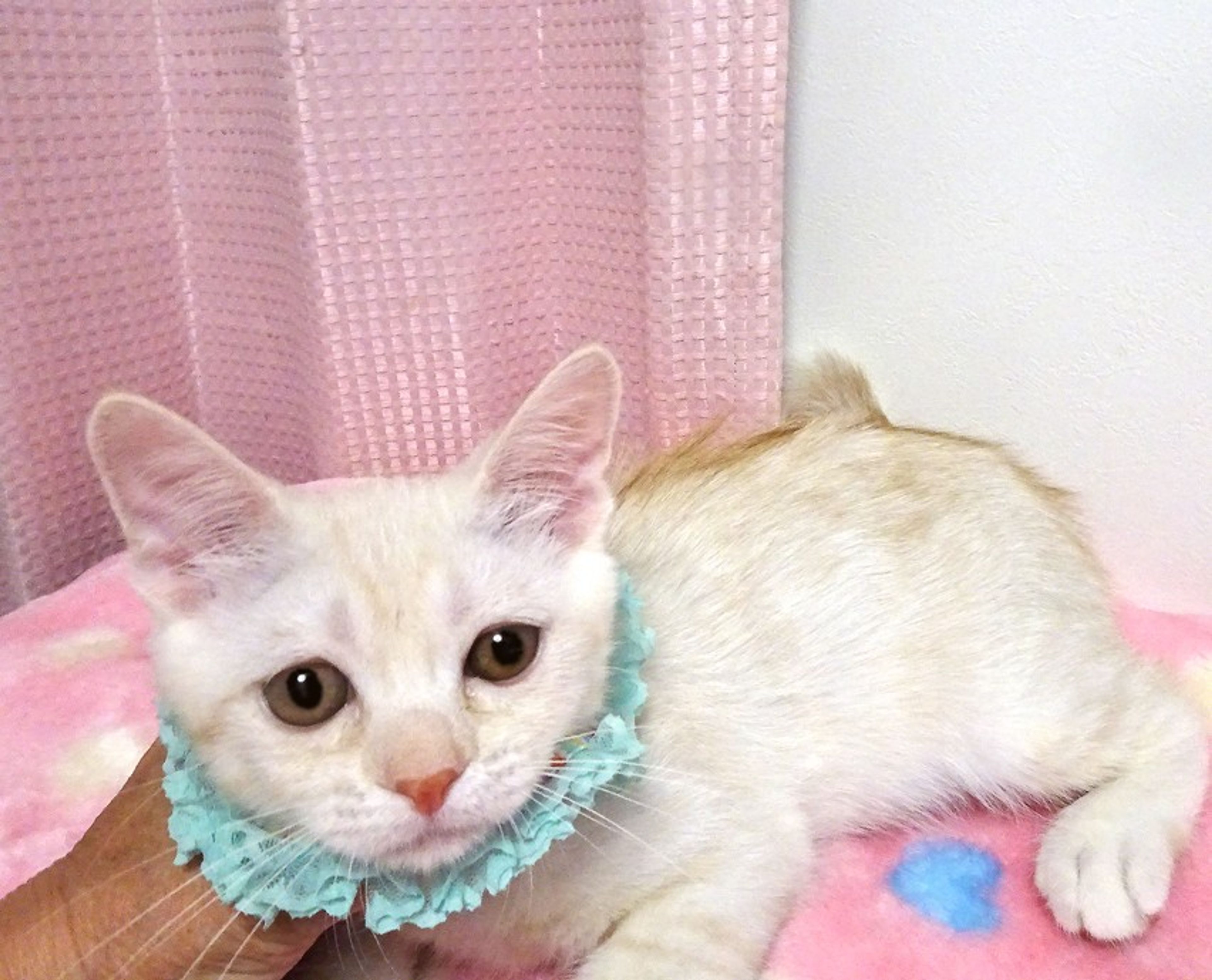 pet-image-5