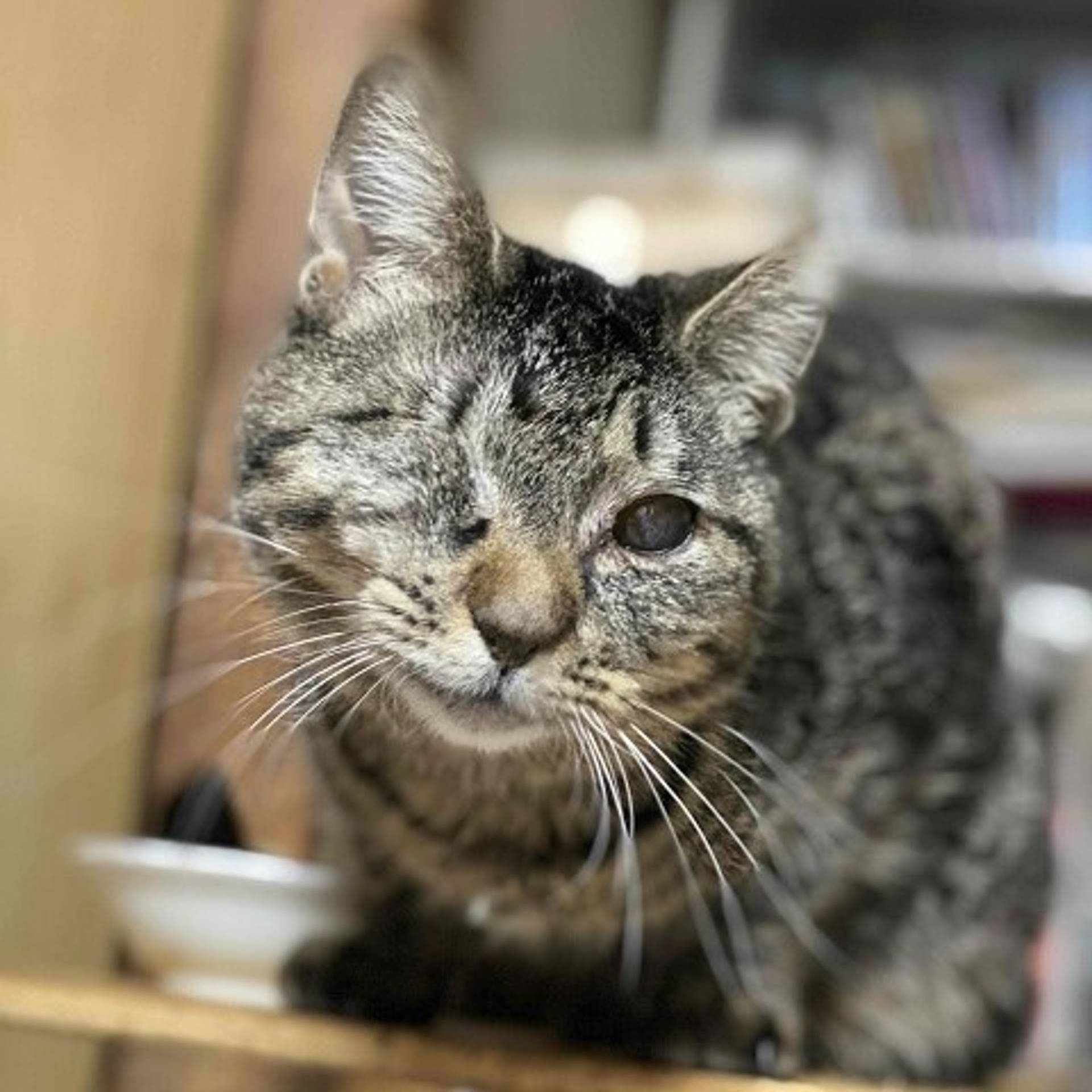 雑種（ミックス猫）・メスの里親募集の写真