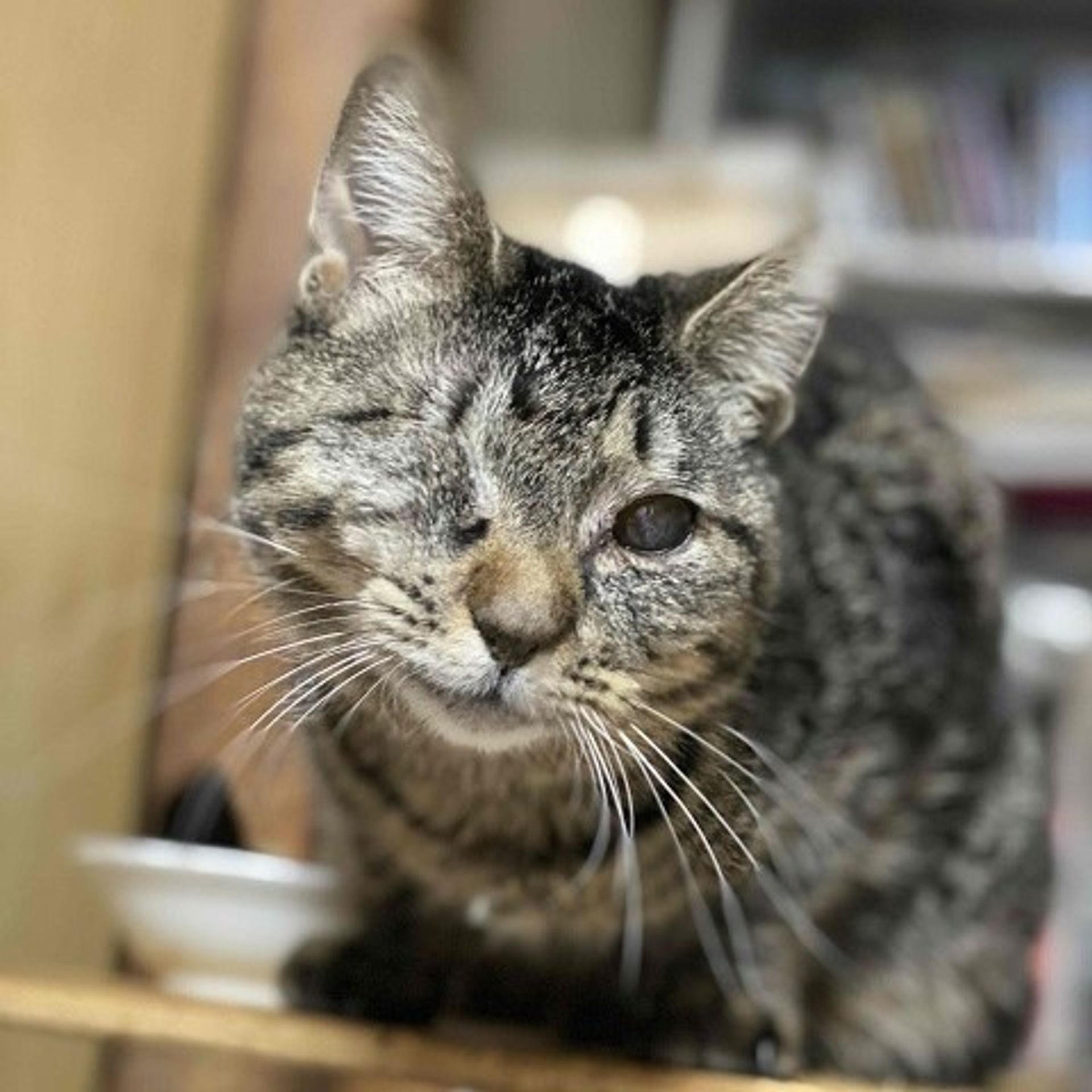 雑種（ミックス猫）・メスの里親募集の写真