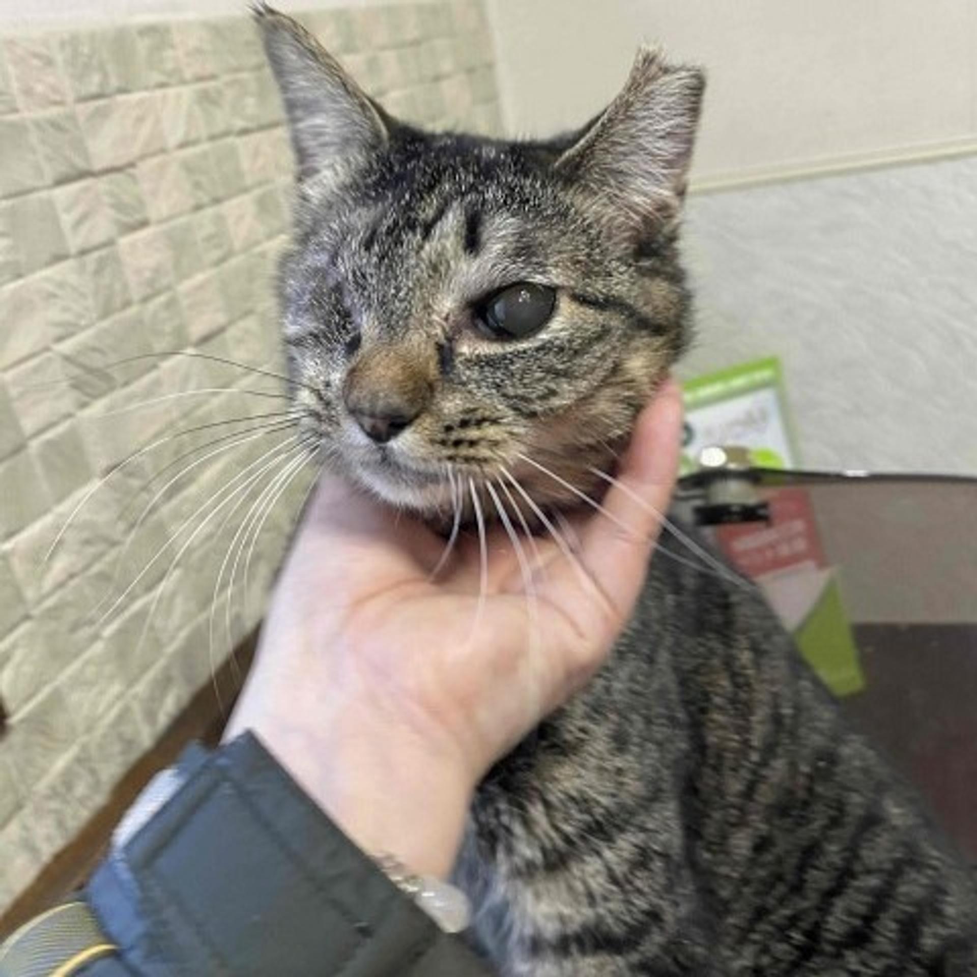 pet-image-2
