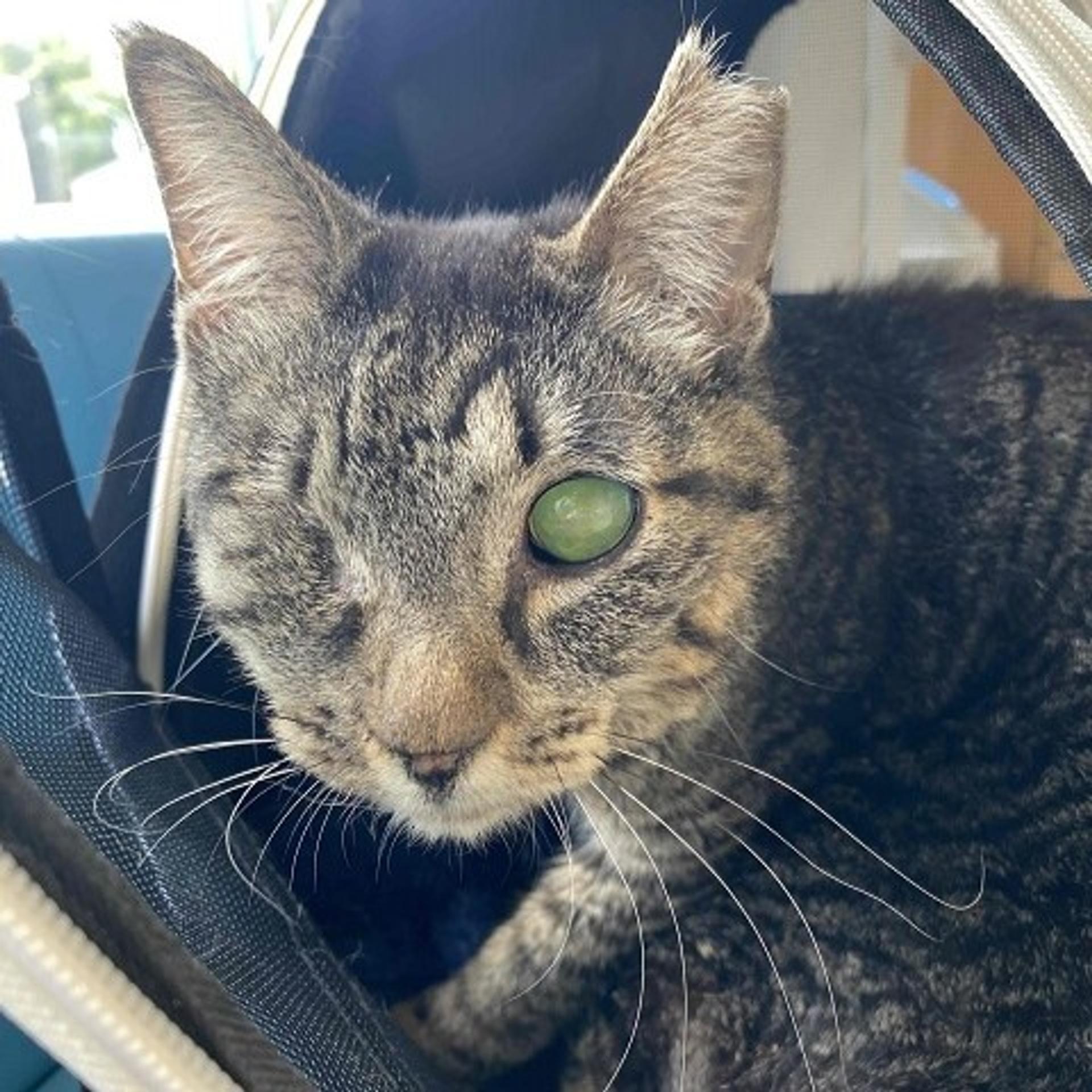 pet-image-3
