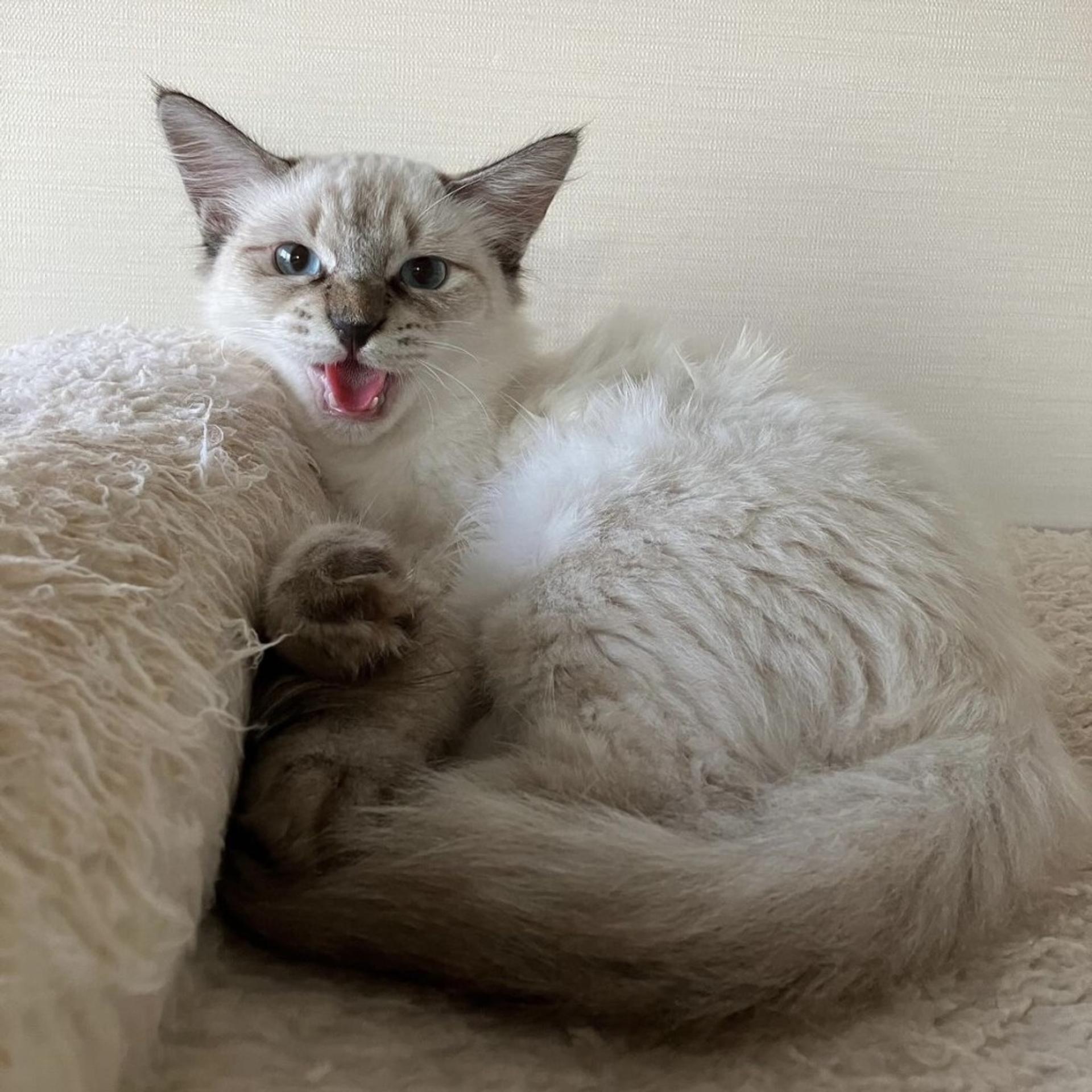 pet-image-3