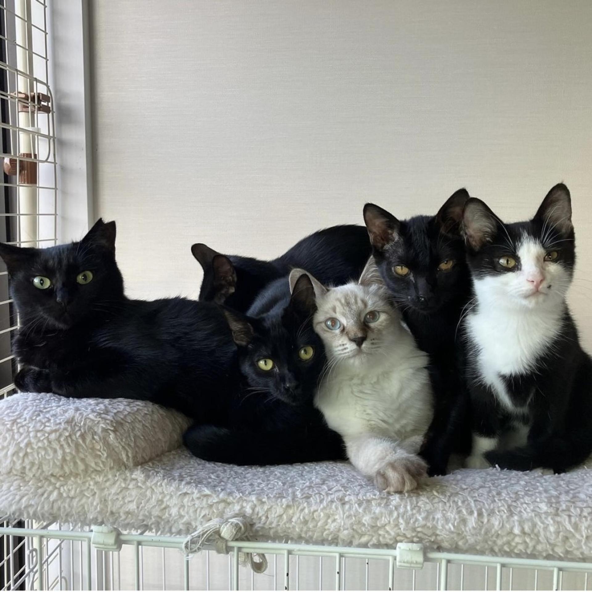 pet-image-4