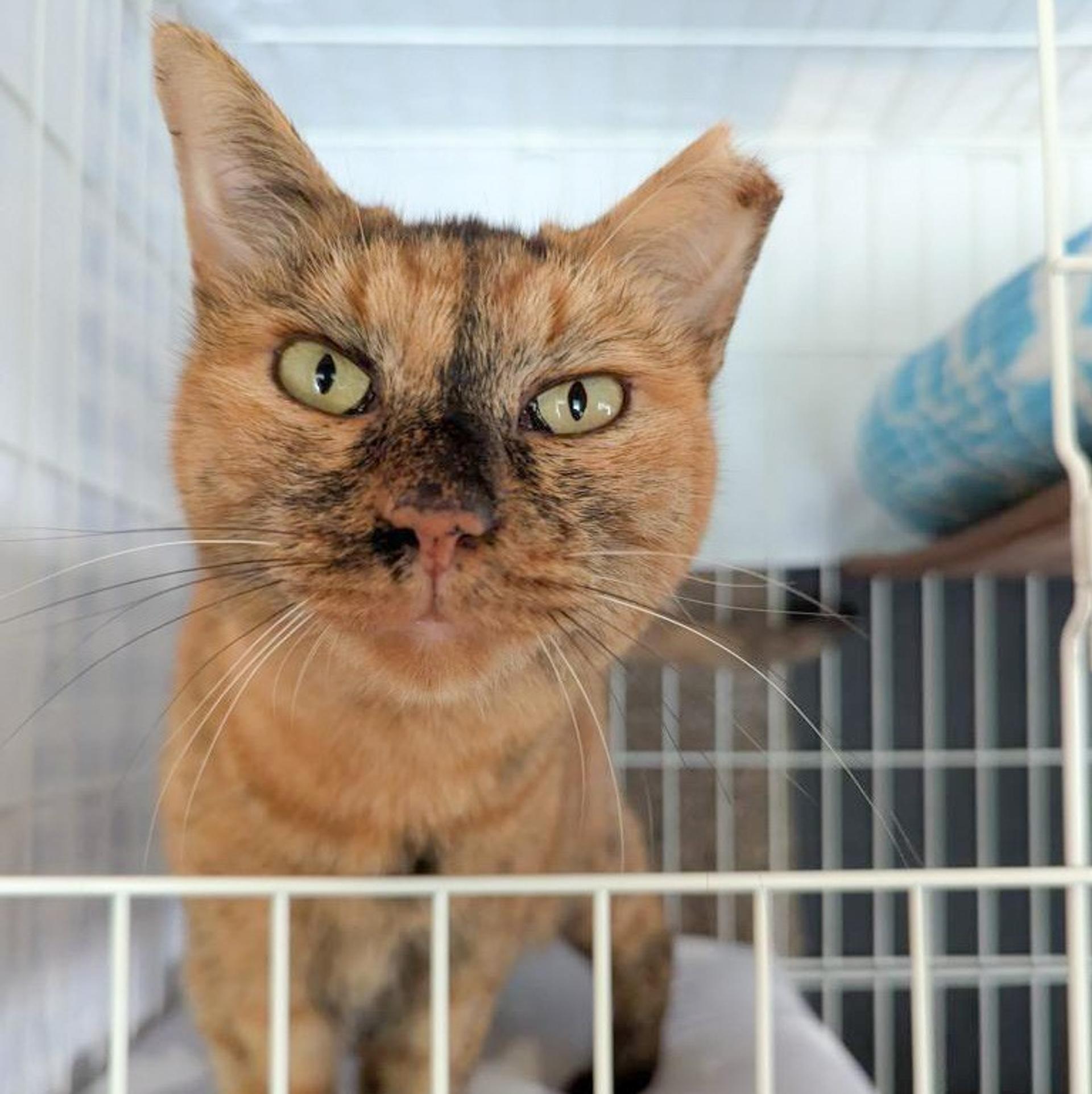 pet-image-4