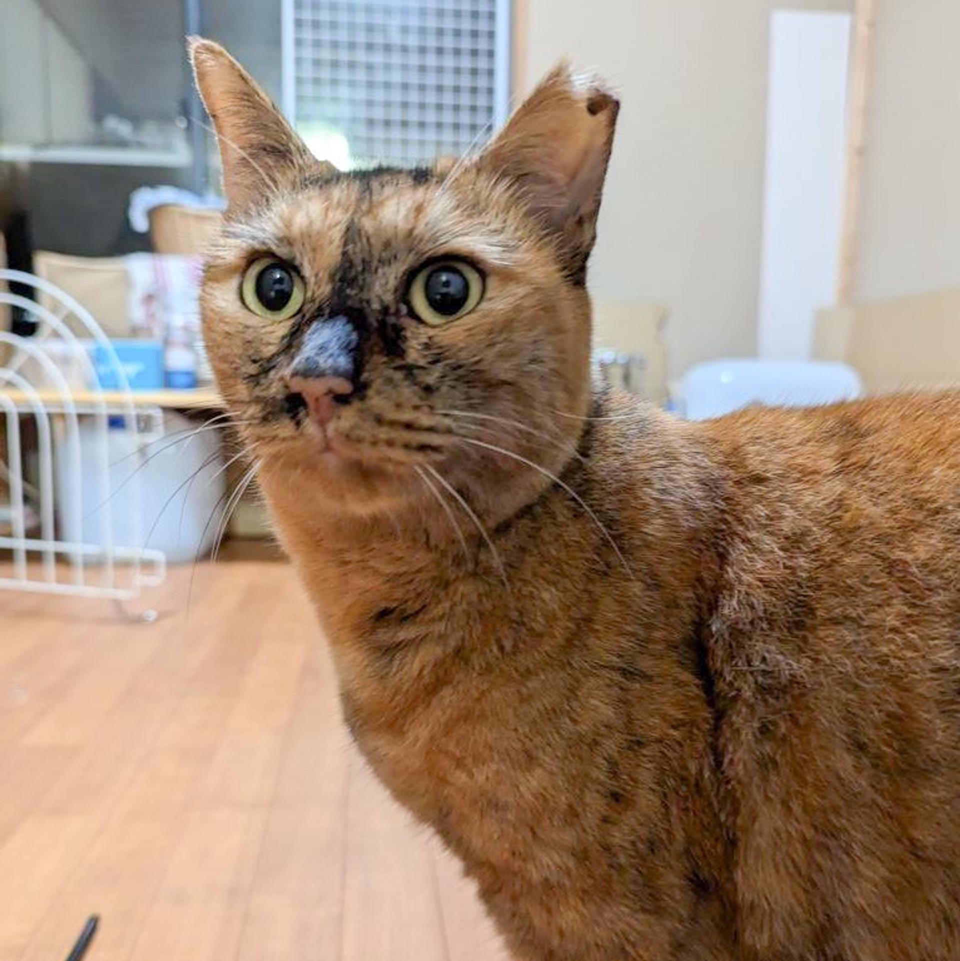 pet-image-5