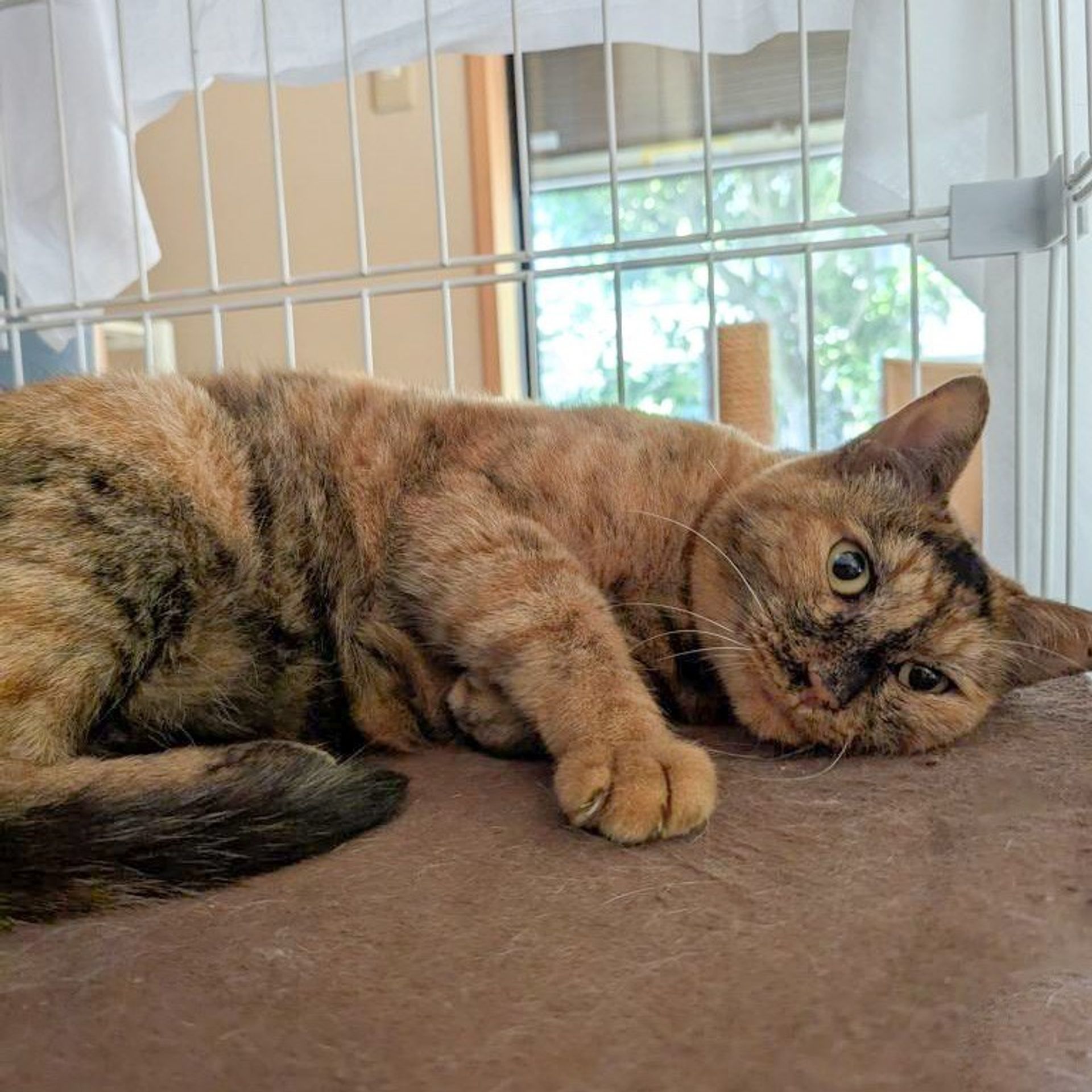 雑種（ミックス猫）・メスの里親募集の写真