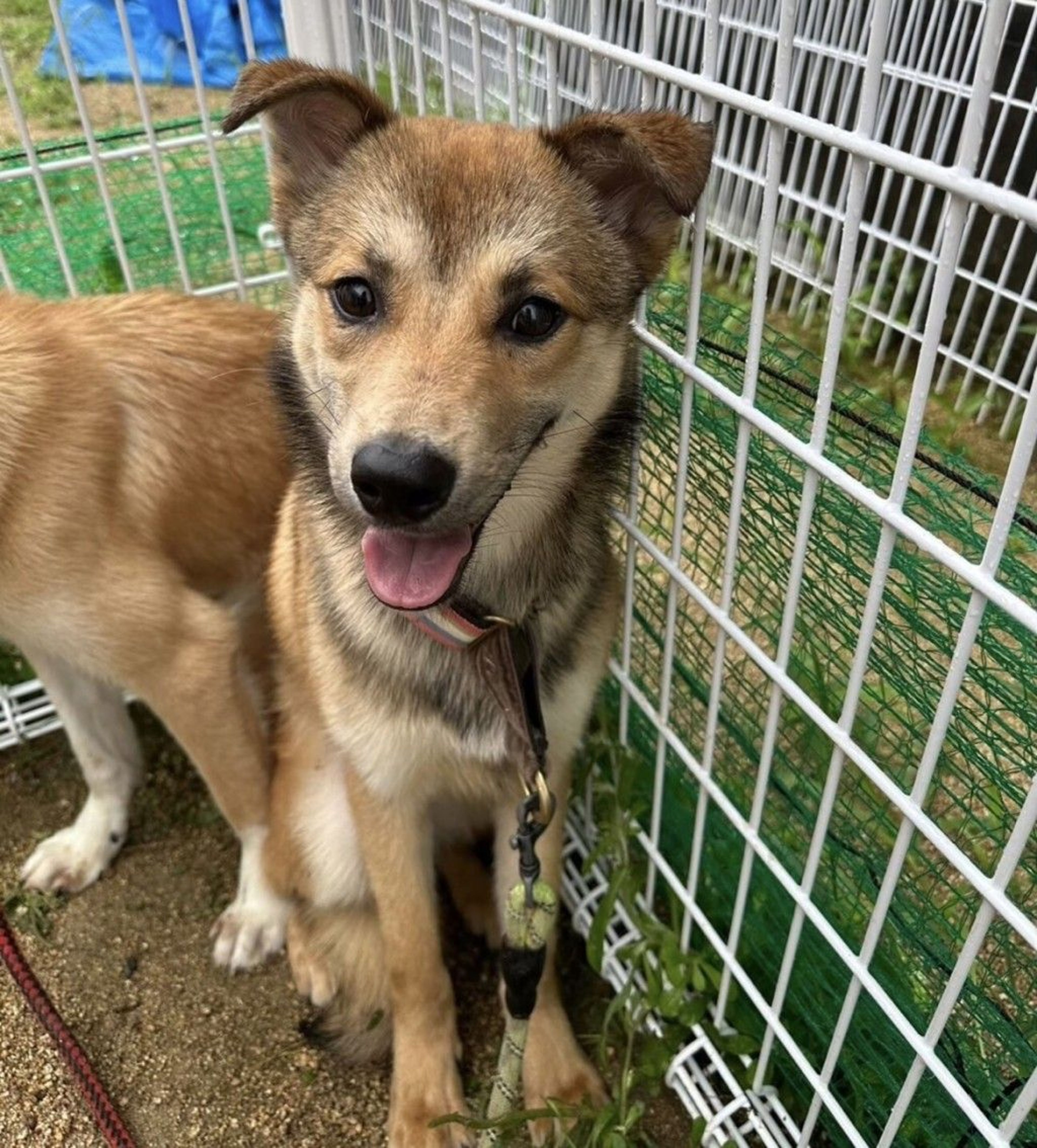 雑種（ミックス犬）・オスの里親募集の写真
